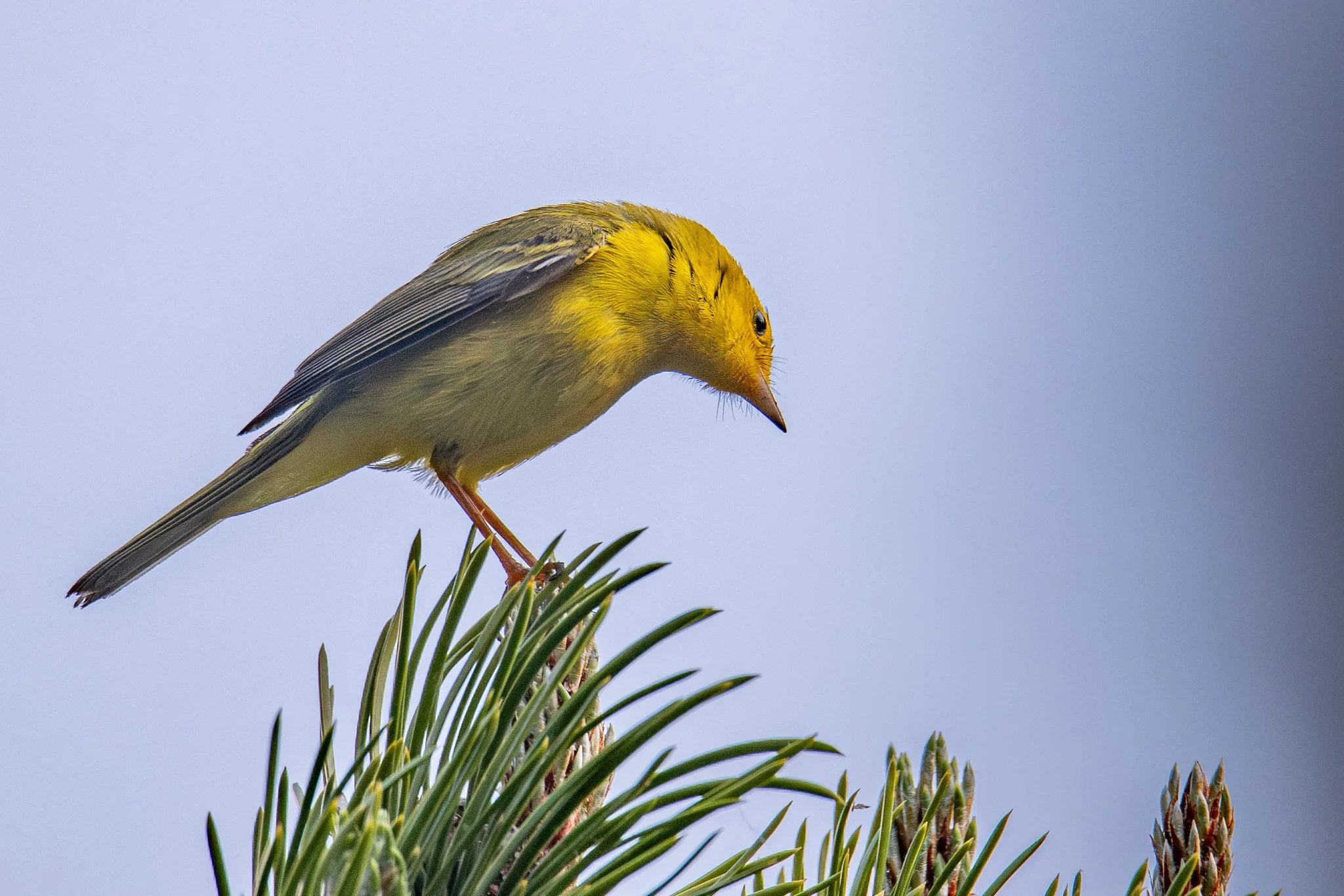 Wilson's Warbler (Cardellina pusilla)
