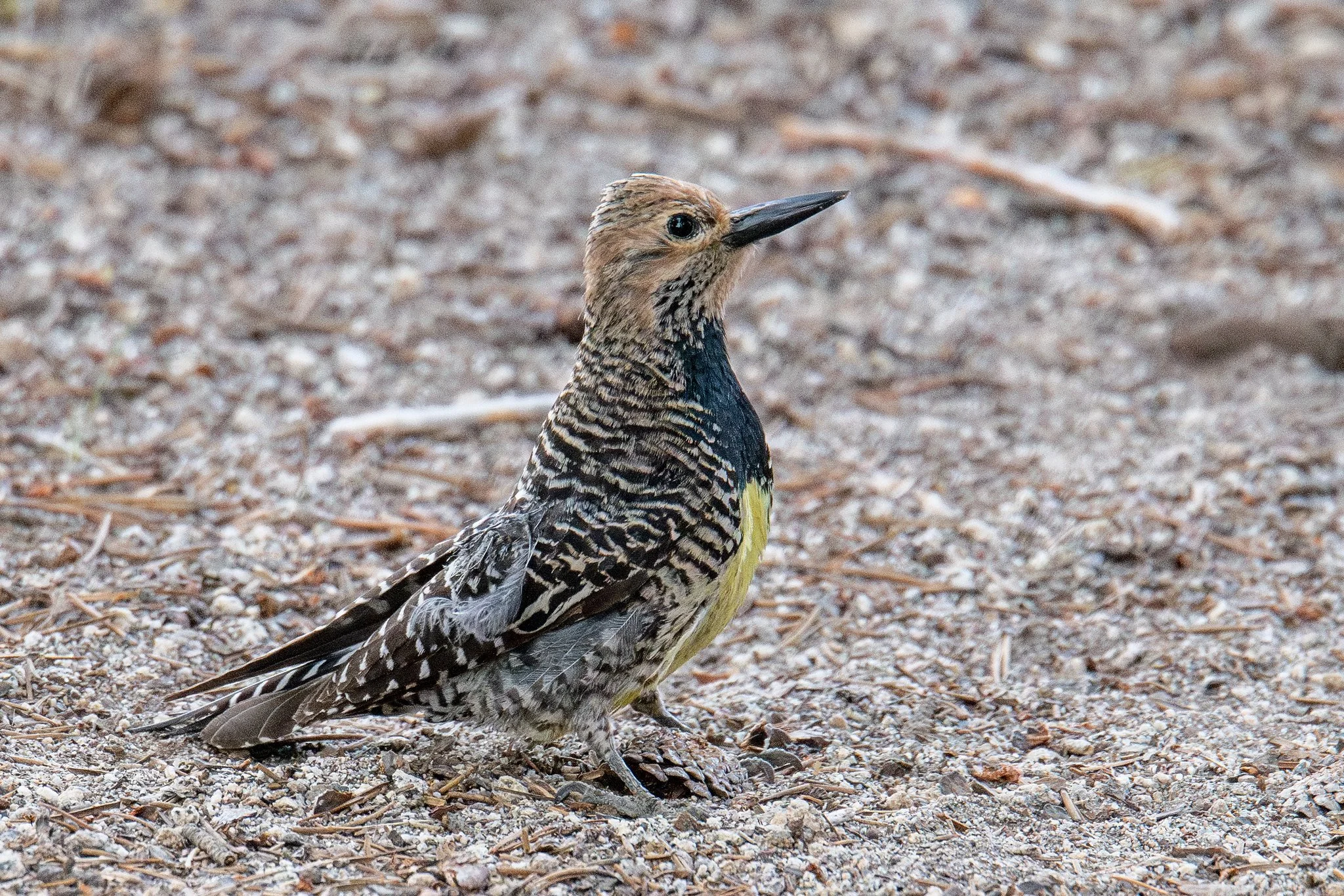 Williamson's Sapsucker (Sphyrapicus thyroideus)