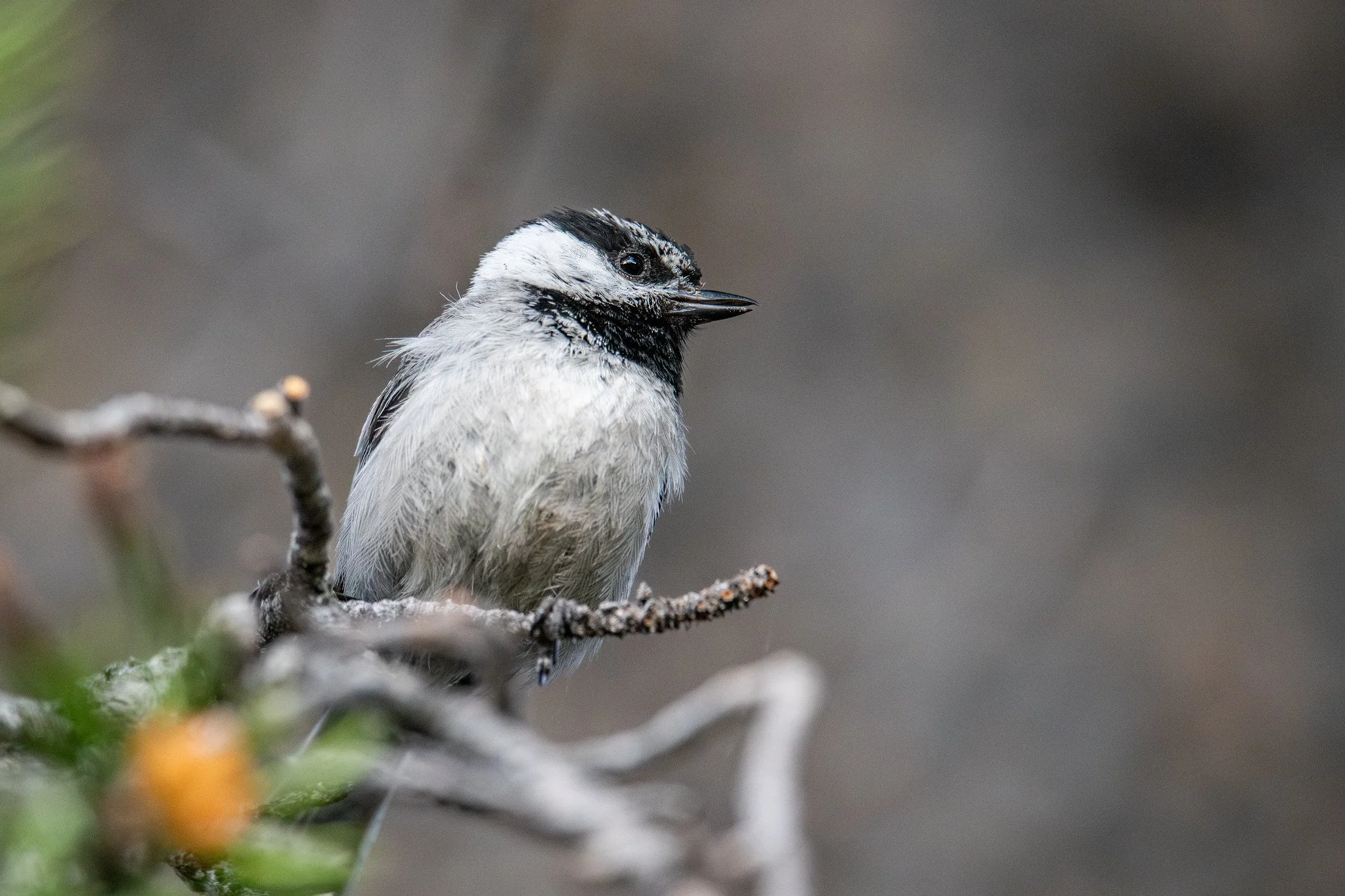 Mountain Chickadee (Poecile gambeli)