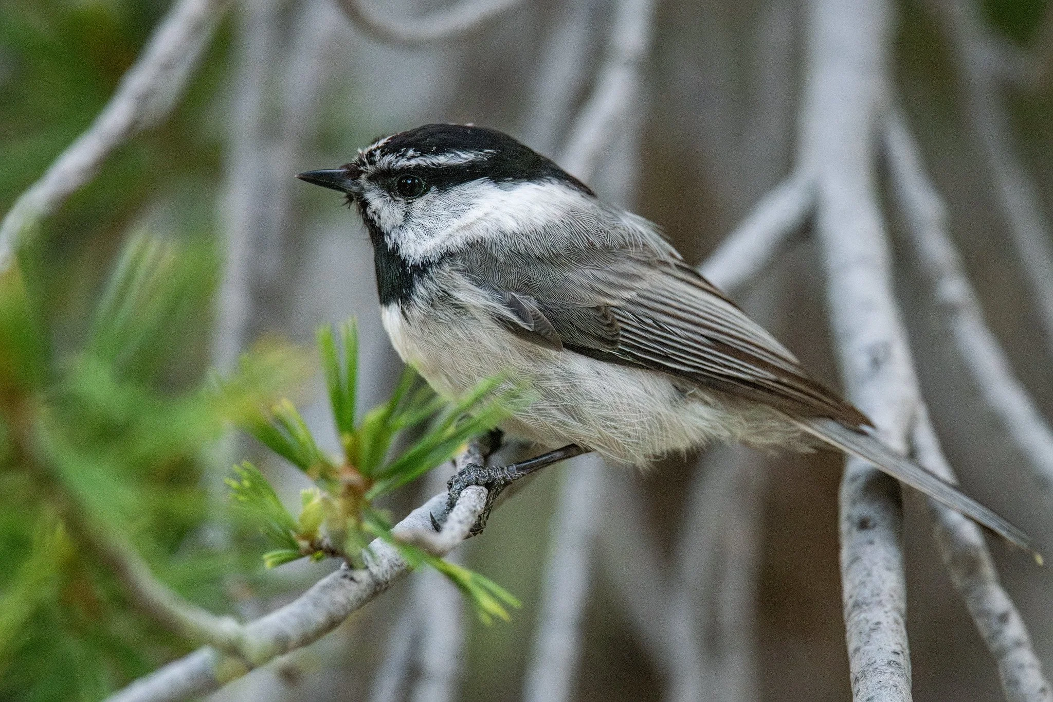Mountain Chickadee (Poecile gambeli)
