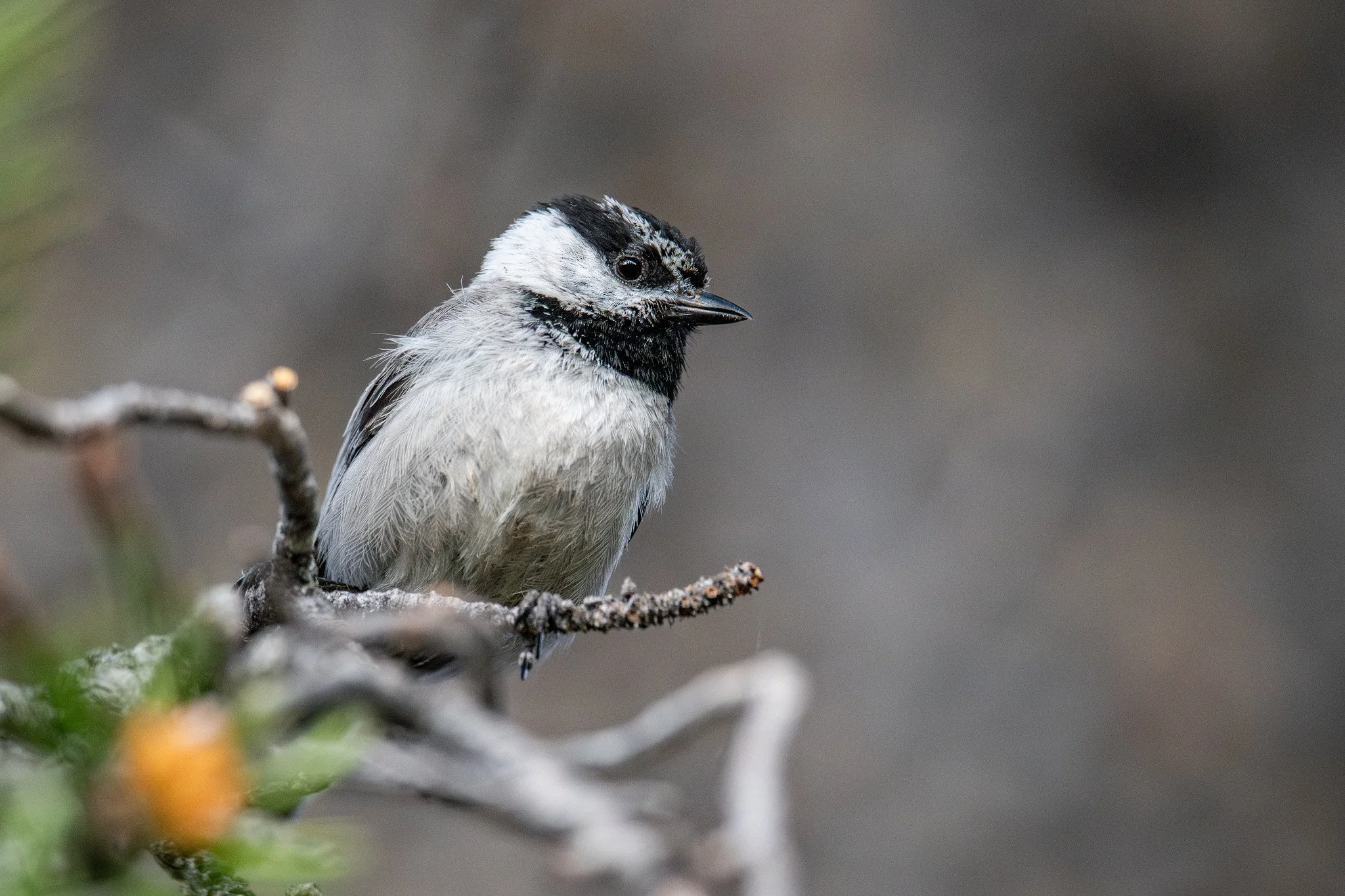 Mountain Chickadee (Poecile gambeli)