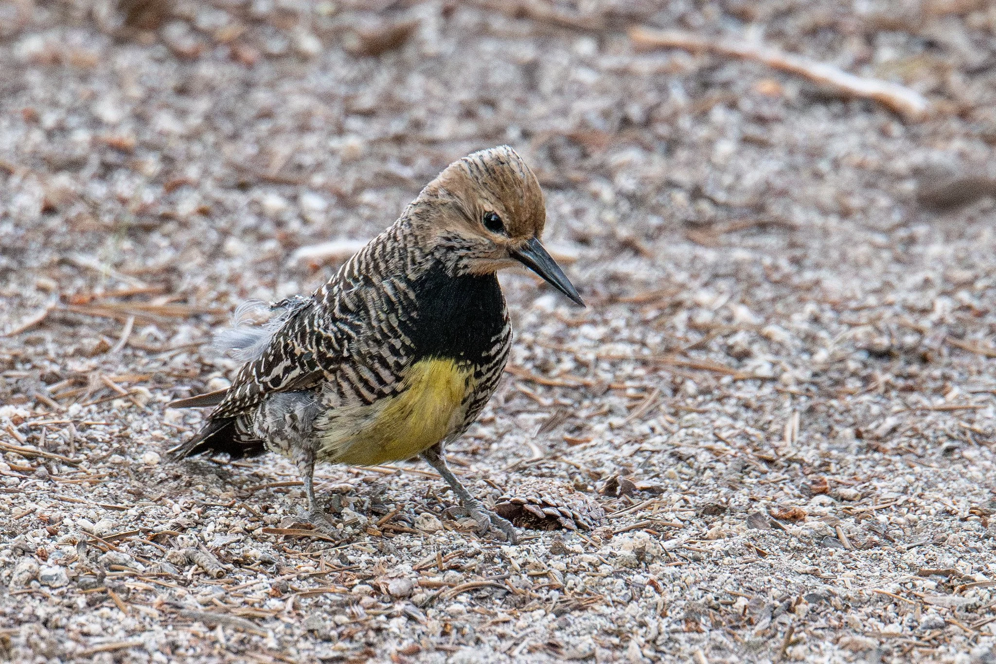 Williamson's Sapsucker (Sphyrapicus thyroideus)