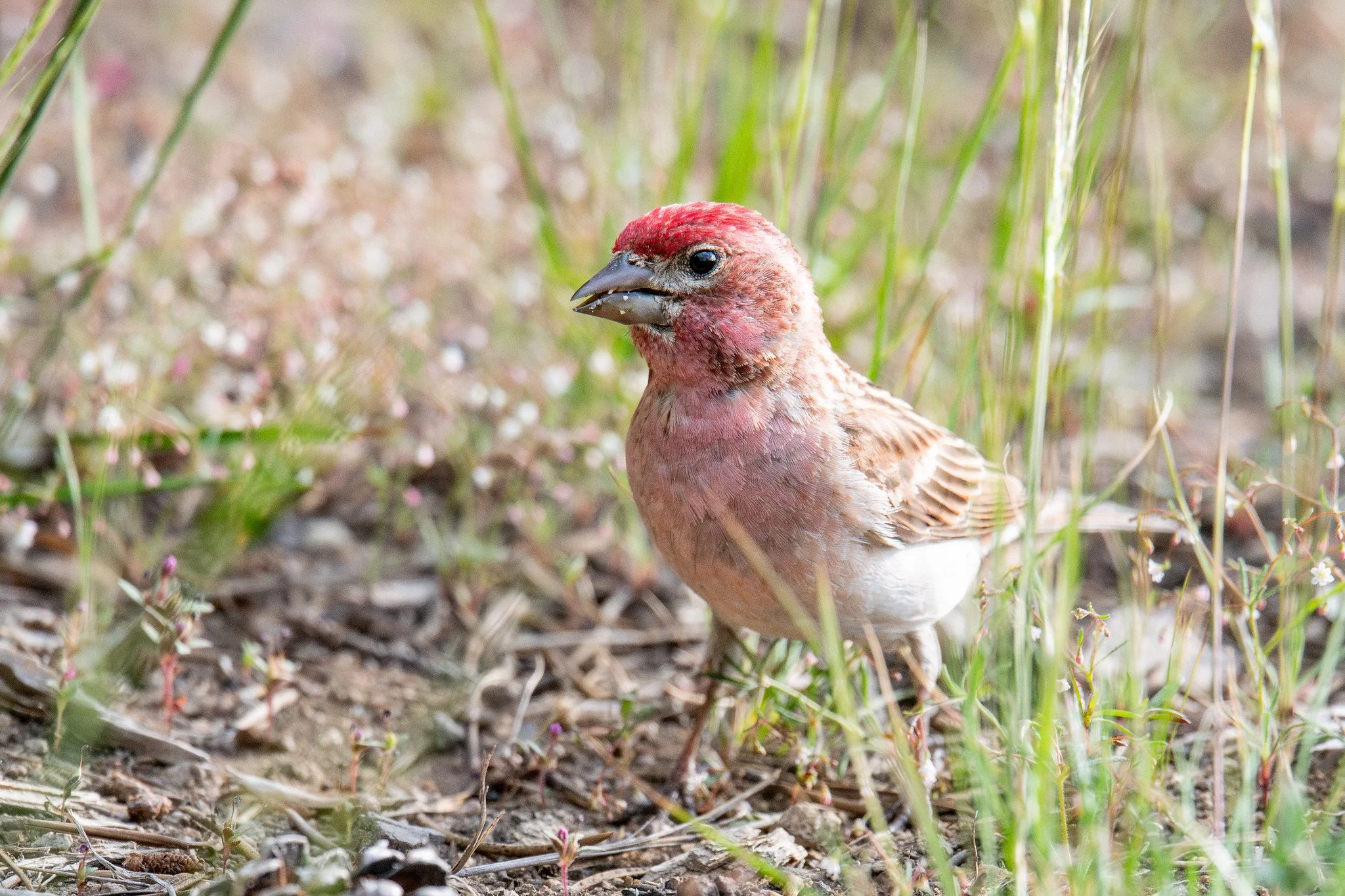Cassin's Finch (Haemorhous cassinii)
