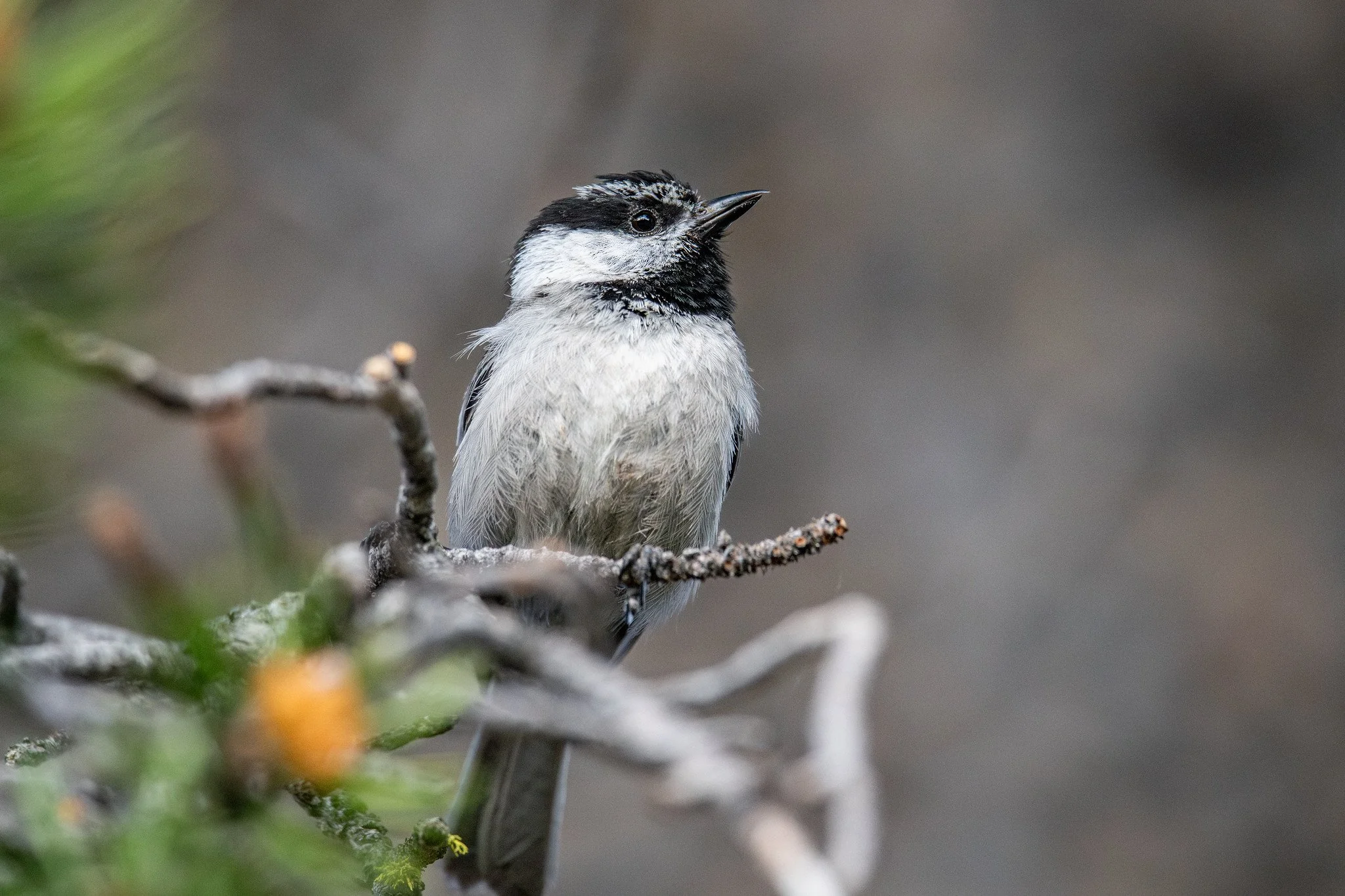 Mountain Chickadee (Poecile gambeli)