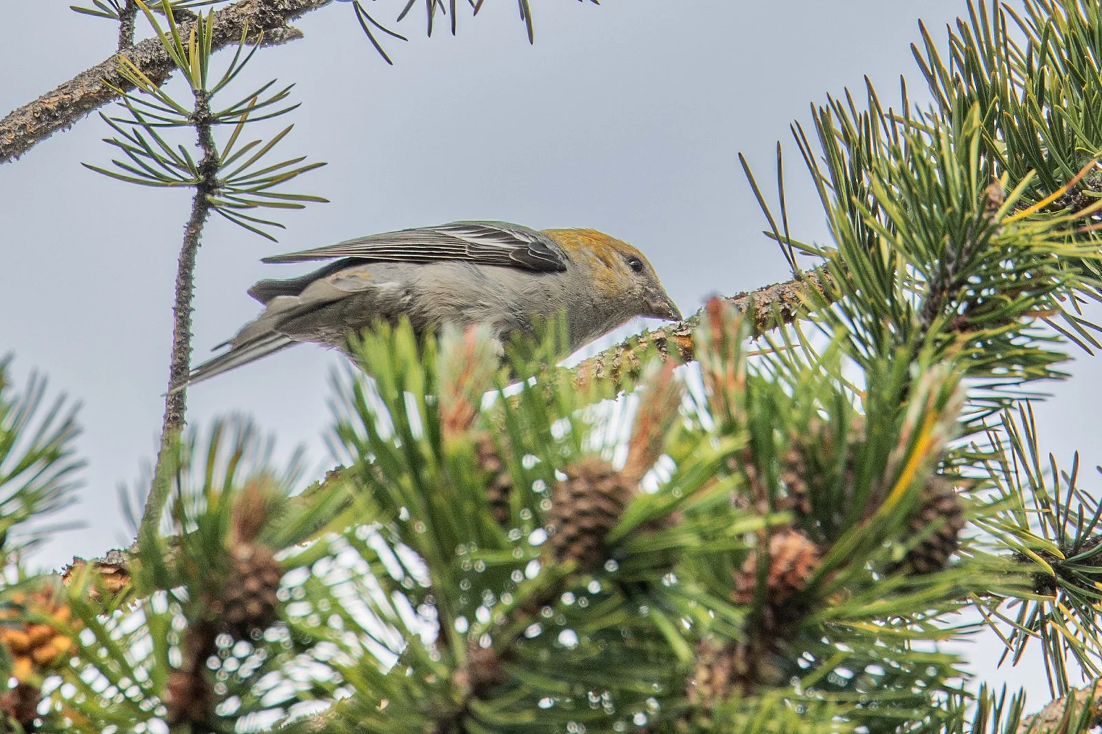 Pine Grosbeak (Pinicola enucleator)