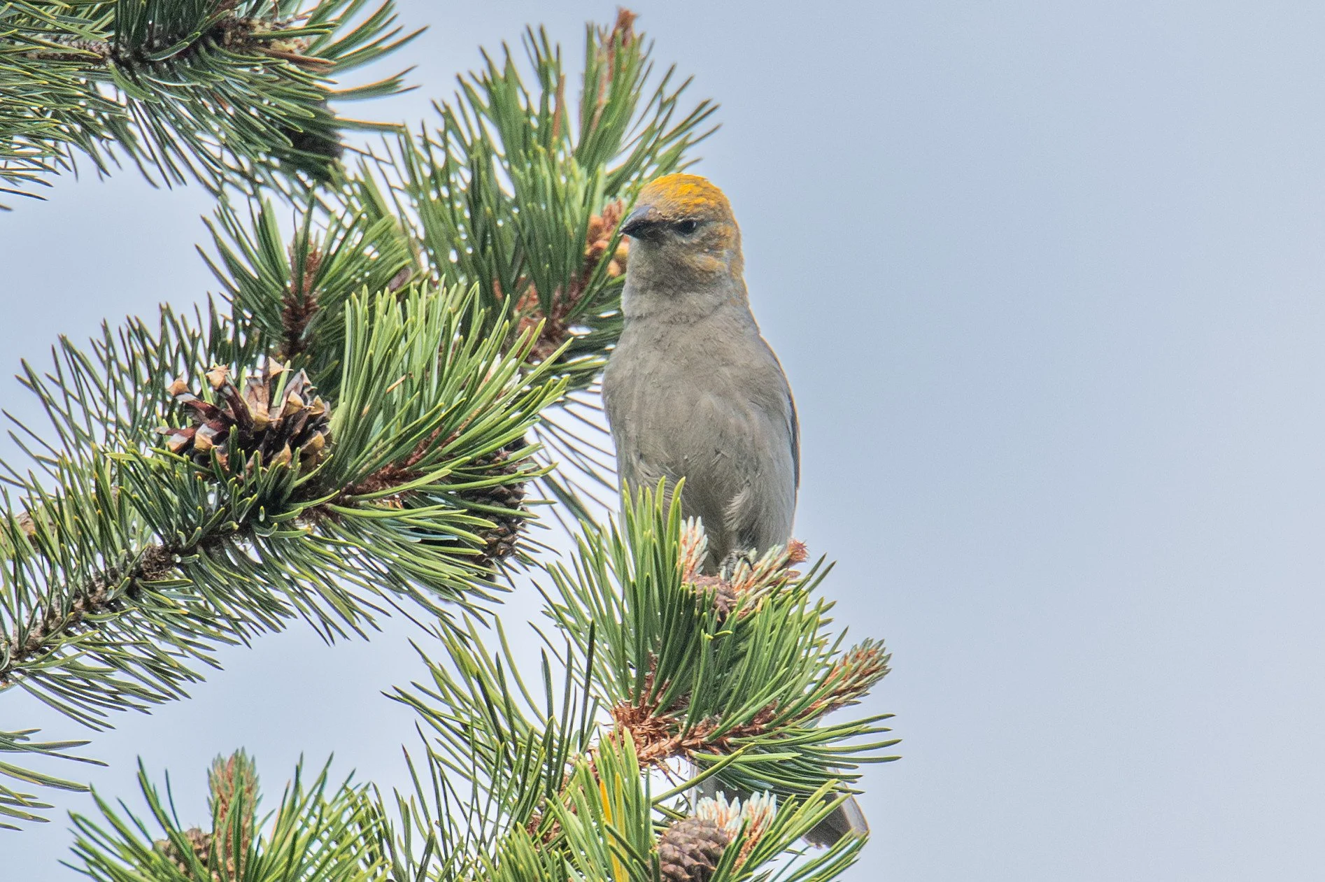 Pine Grosbeak (Pinicola enucleator)