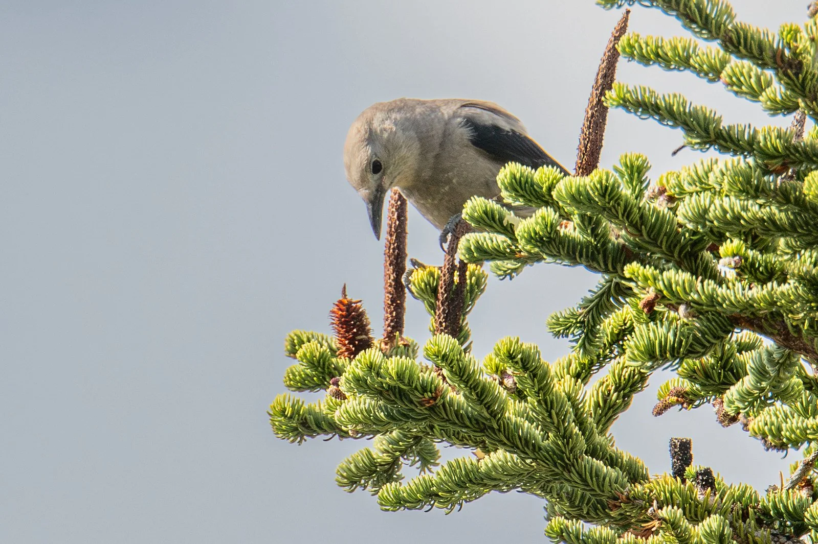 Clark's Nutcracker (Nucifraga columbiana)