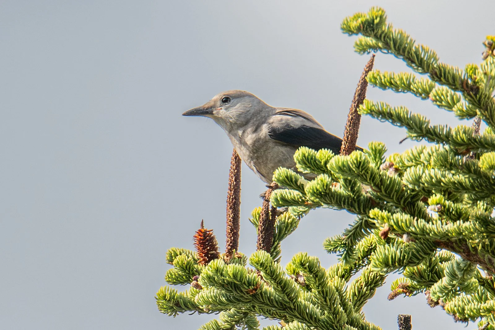 Clark's Nutcracker (Nucifraga columbiana)