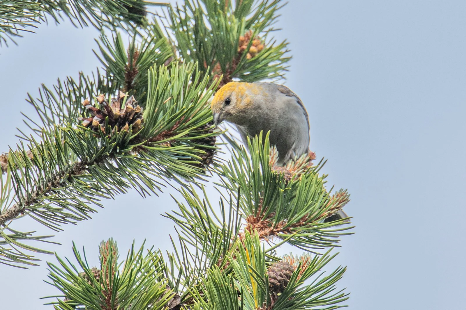 Pine Grosbeak (Pinicola enucleator)