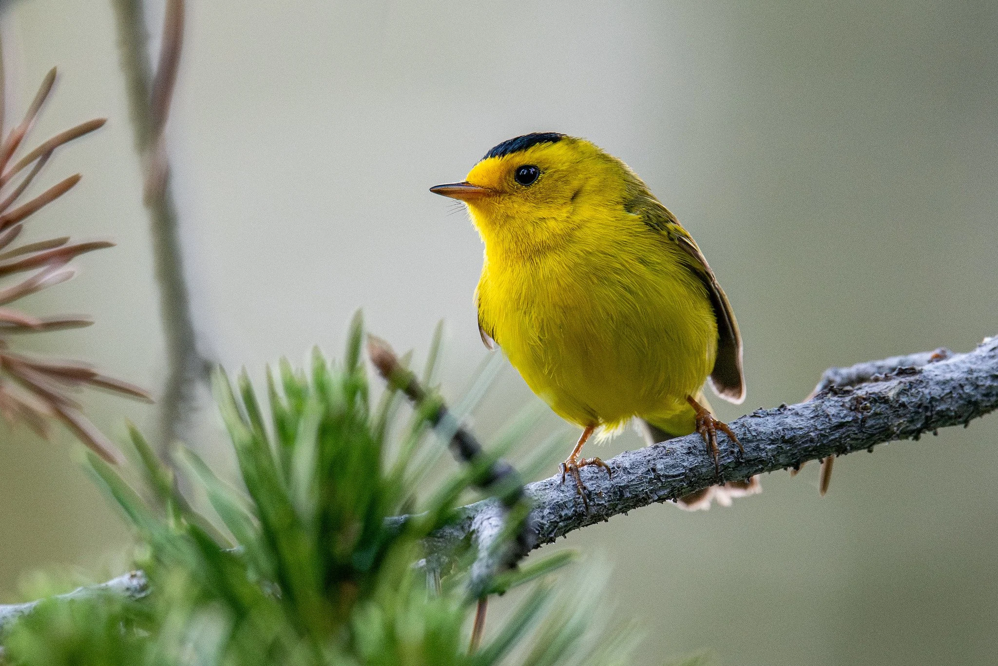 Wilson's Warbler (Cardellina pusilla)