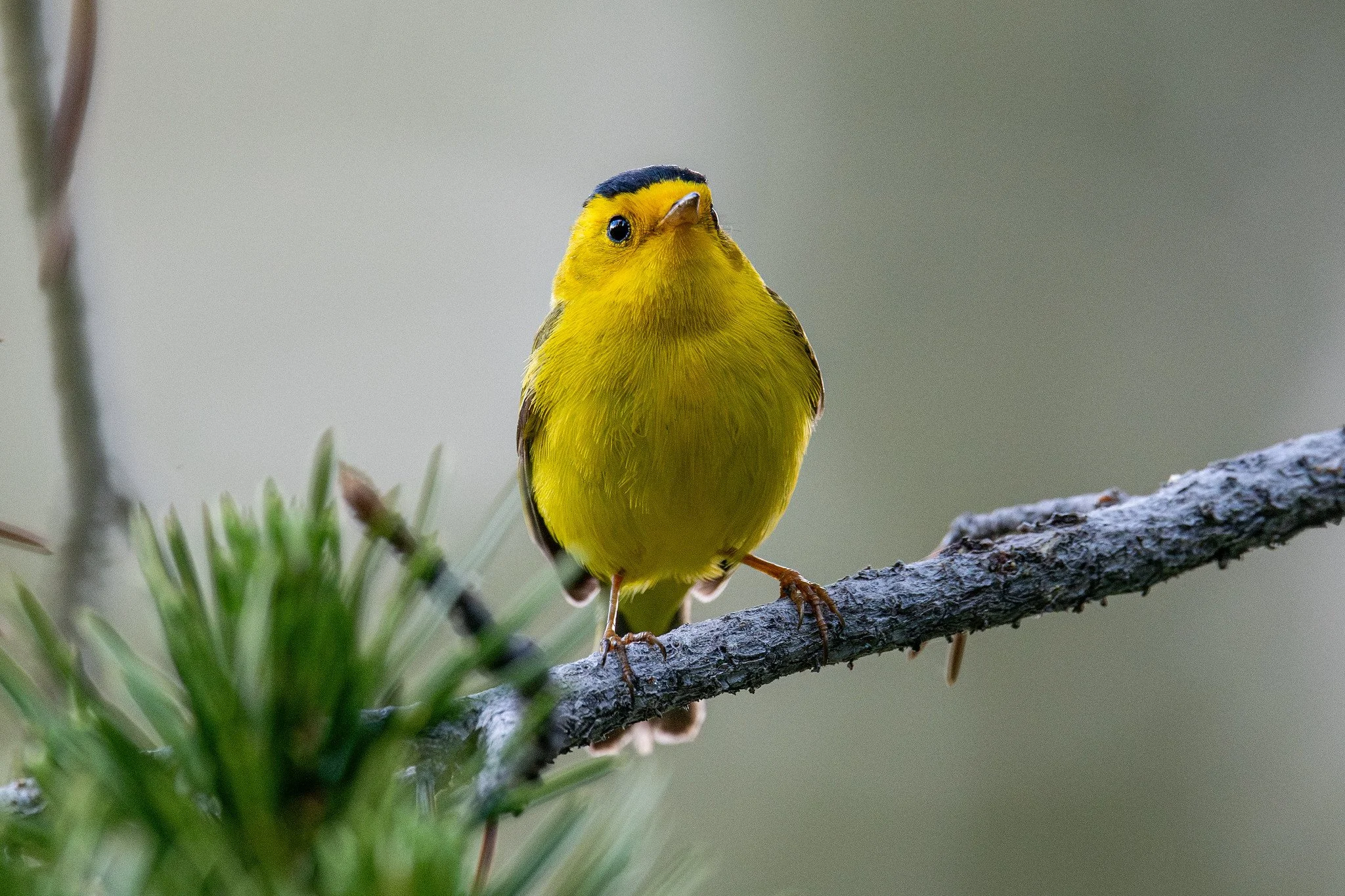 Wilson's Warbler (Cardellina pusilla)