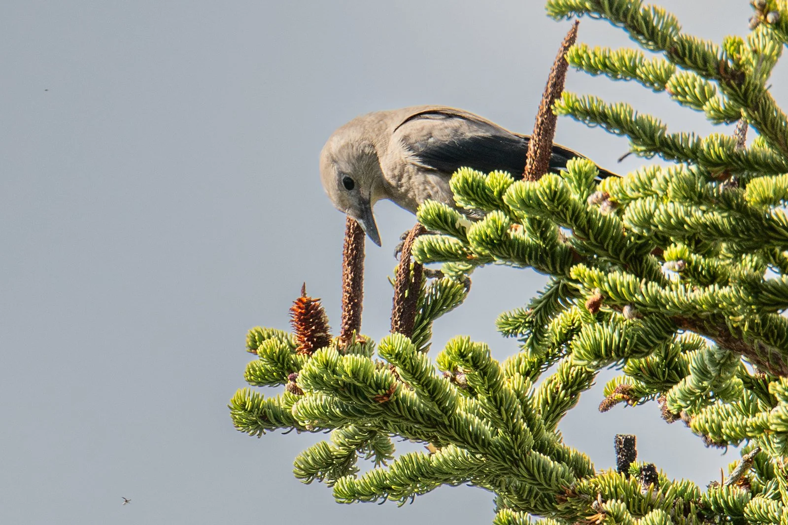 Clark's Nutcracker (Nucifraga columbiana)
