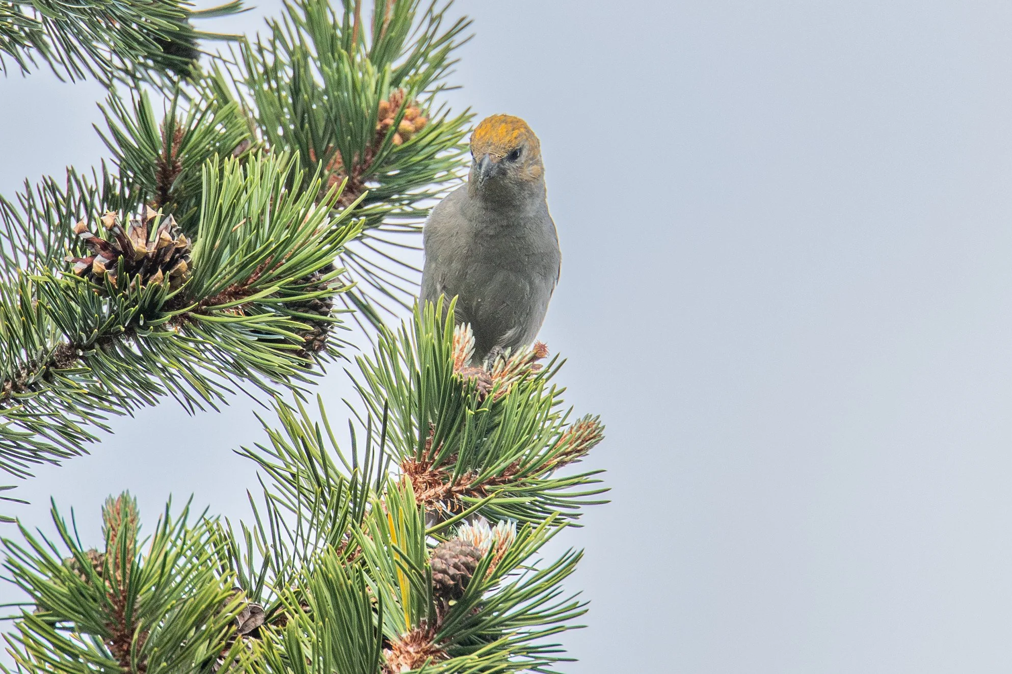 Pine Grosbeak (Pinicola enucleator)
