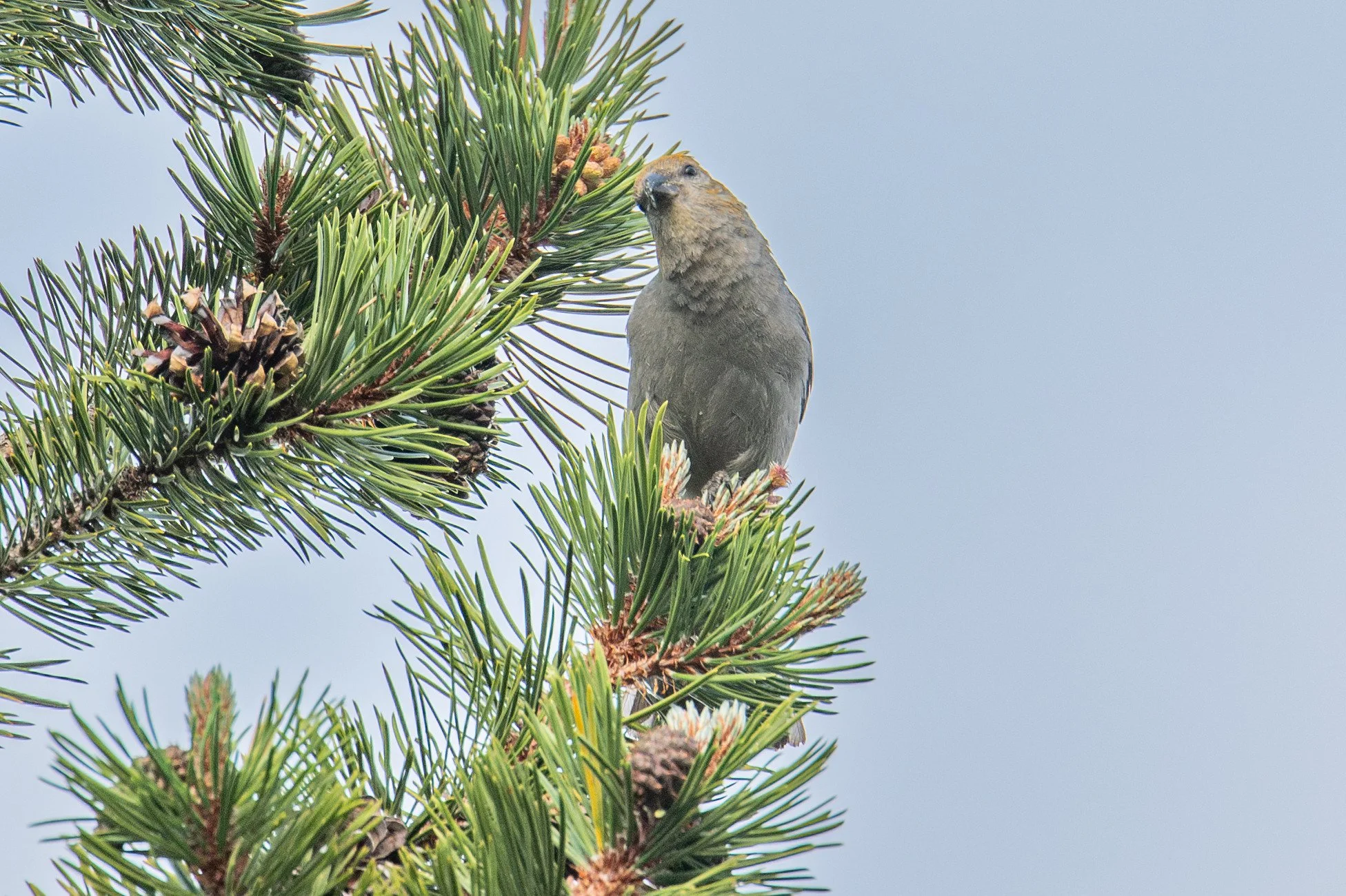 Pine Grosbeak (Pinicola enucleator)
