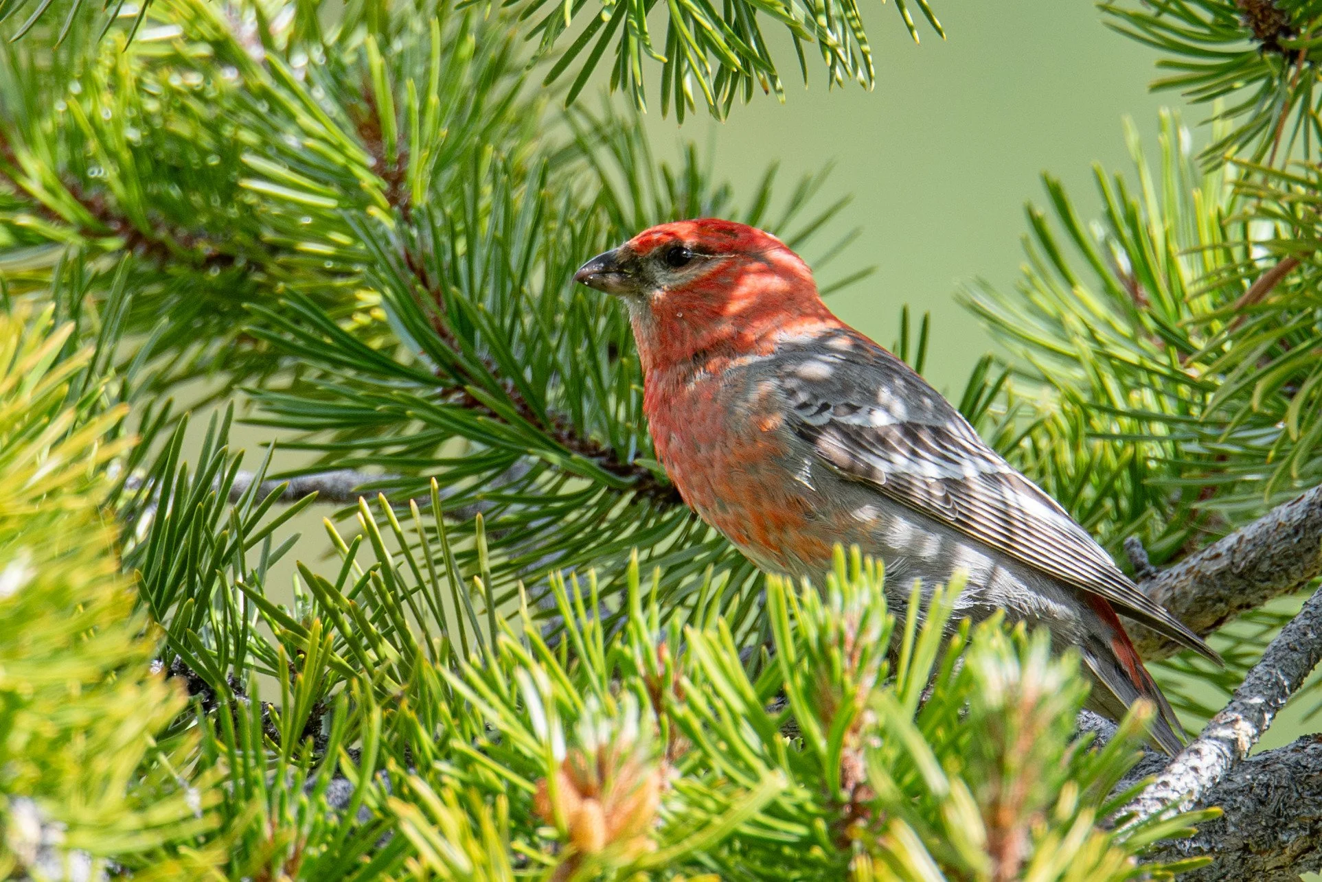 Pine Grosbeak (Pinicola enucleator)