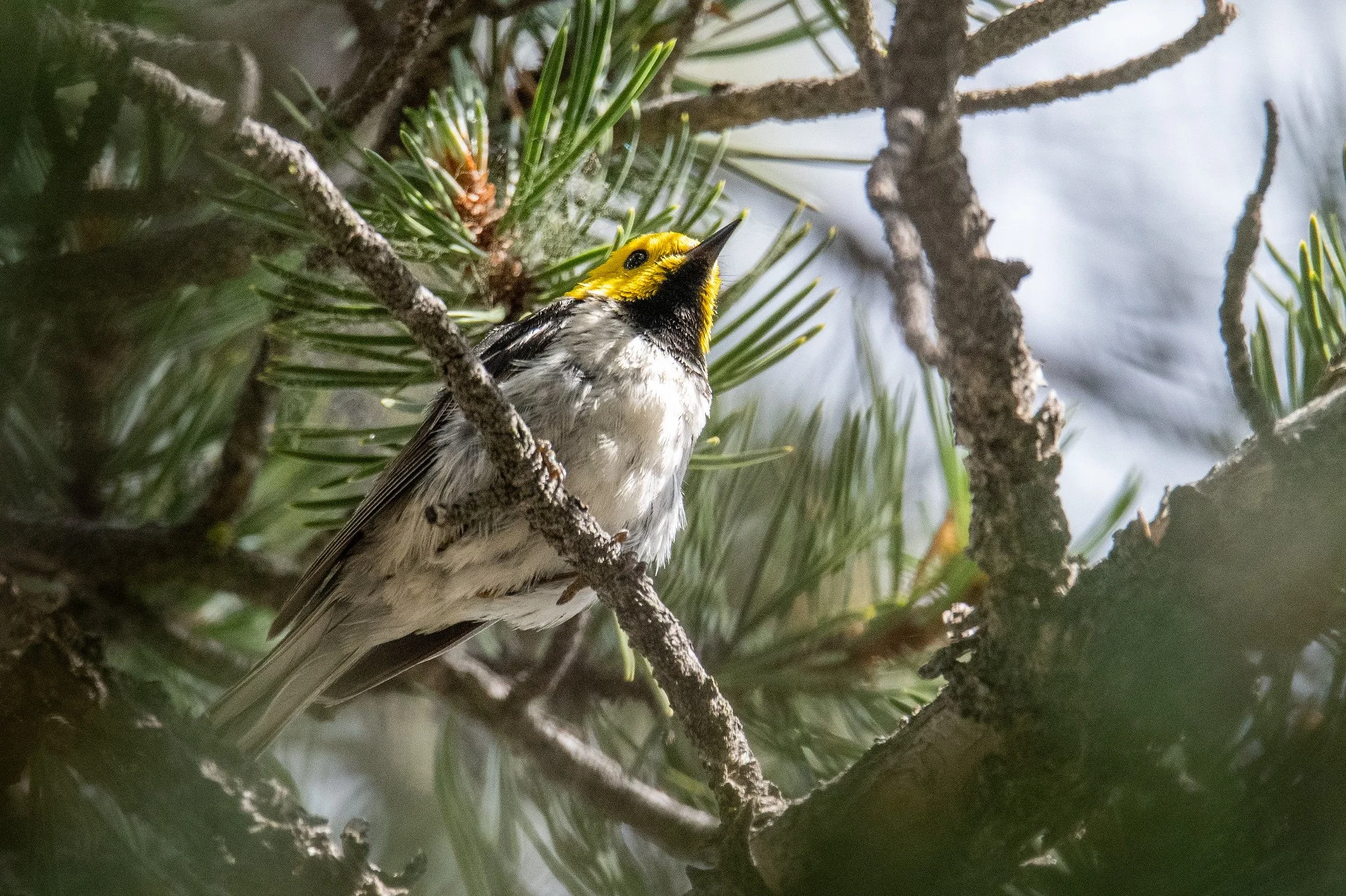 Hermit Warbler (Setophaga occidentalis)