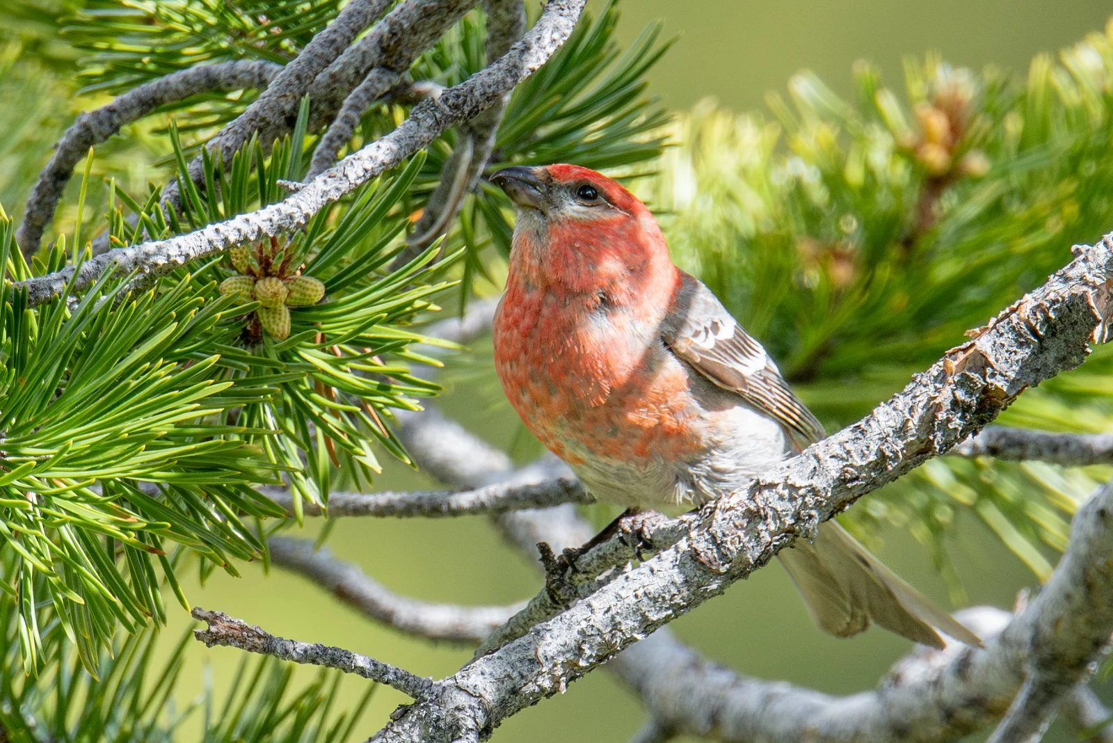 Pine Grosbeak (Pinicola enucleator)