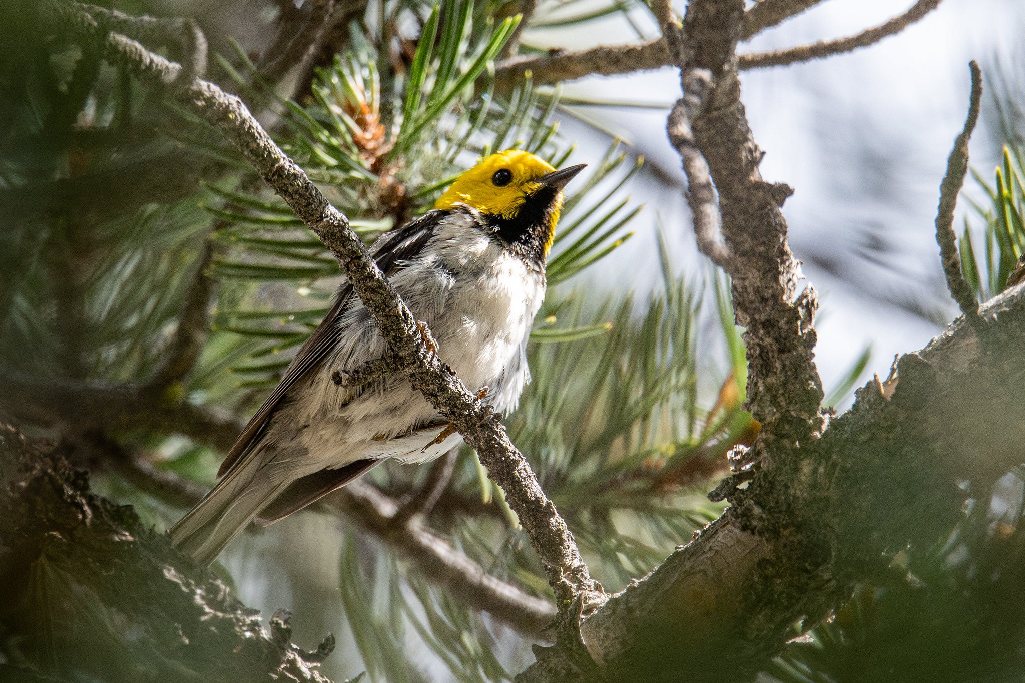 Hermit Warbler (Setophaga occidentalis)