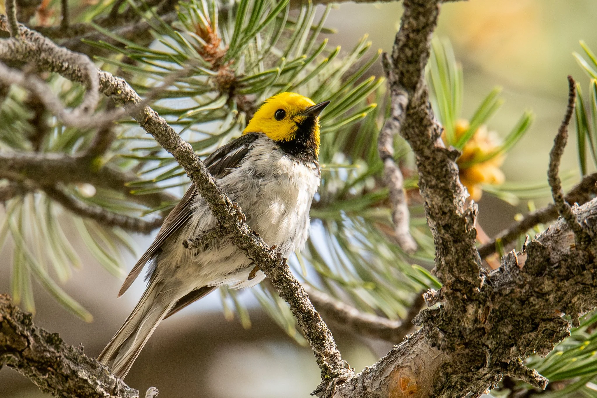 Hermit Warbler (Setophaga occidentalis)