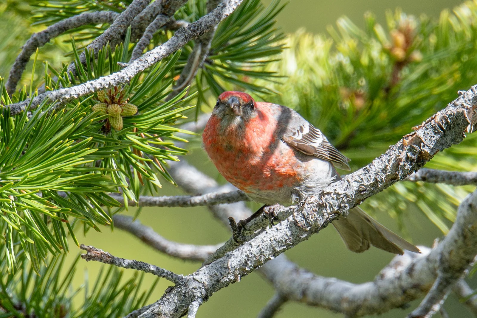 Pine Grosbeak (Pinicola enucleator)