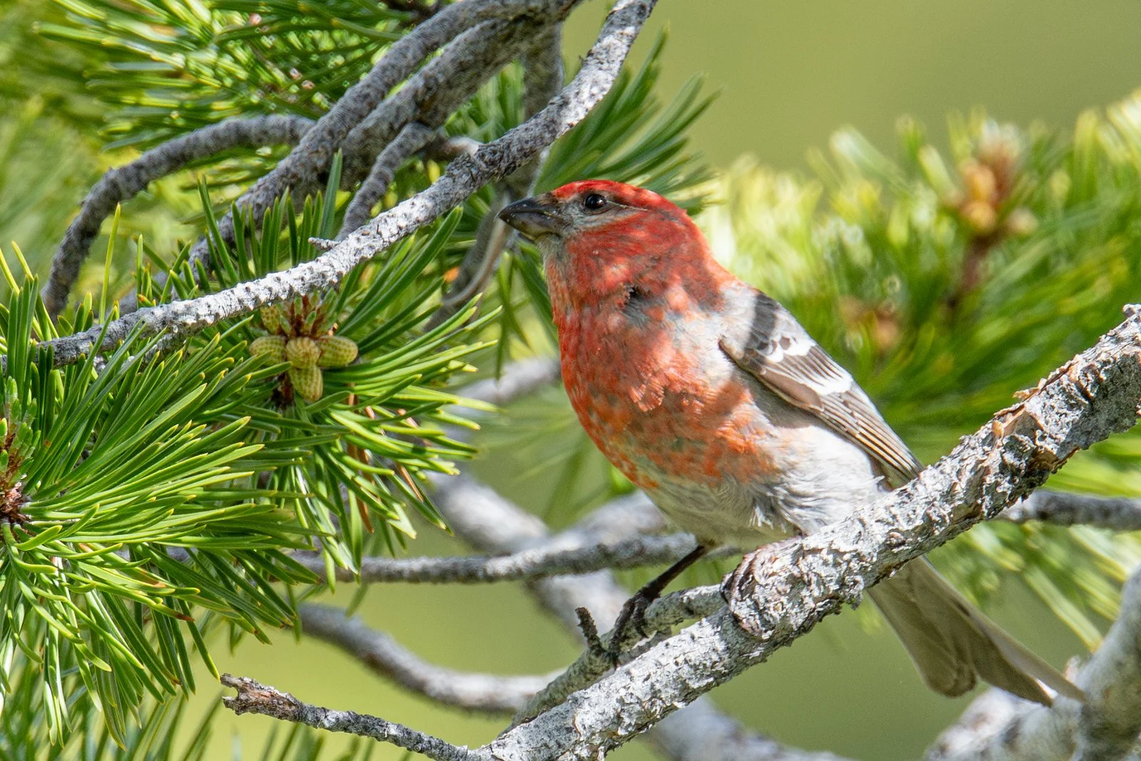 Pine Grosbeak (Pinicola enucleator)