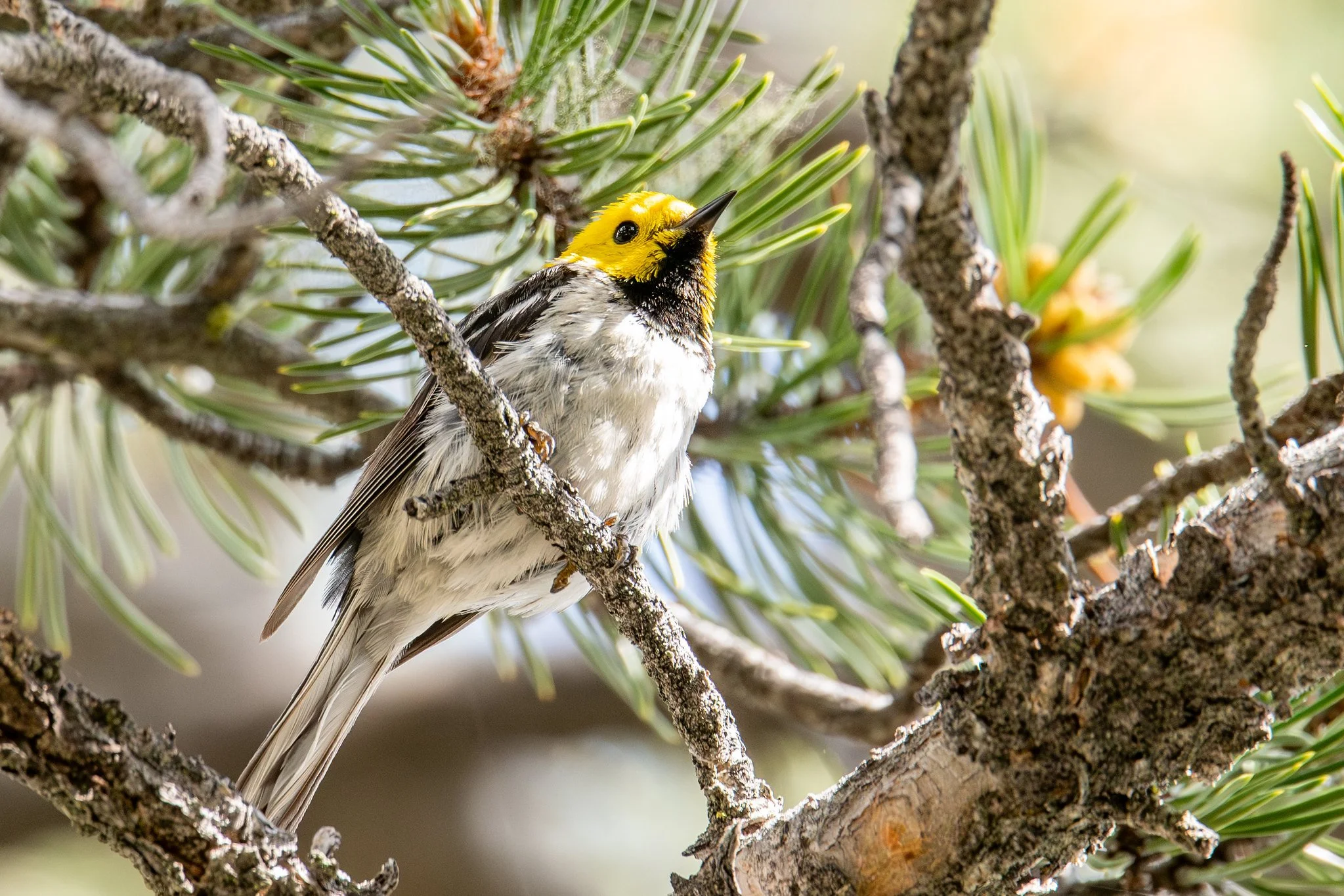Hermit Warbler (Setophaga occidentalis)