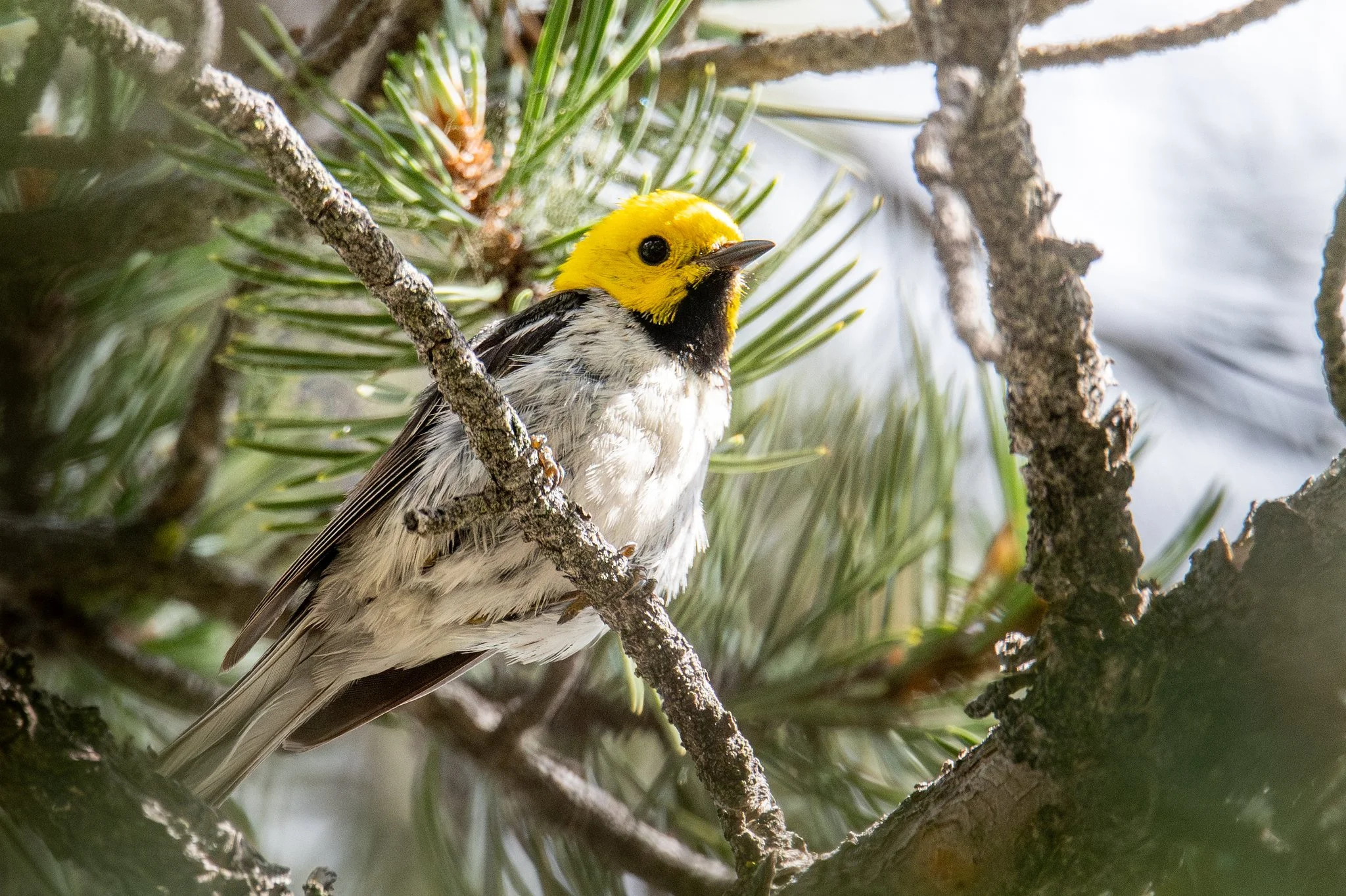 Hermit Warbler (Setophaga occidentalis)