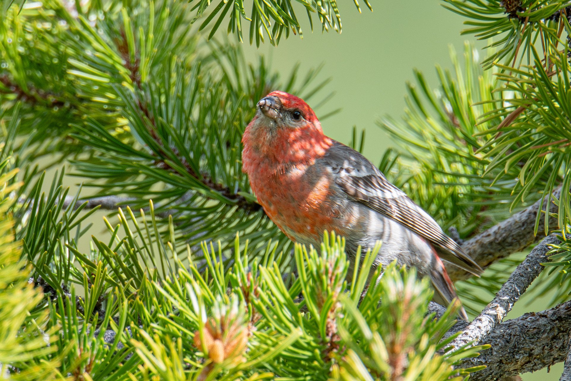Pine Grosbeak (Pinicola enucleator)