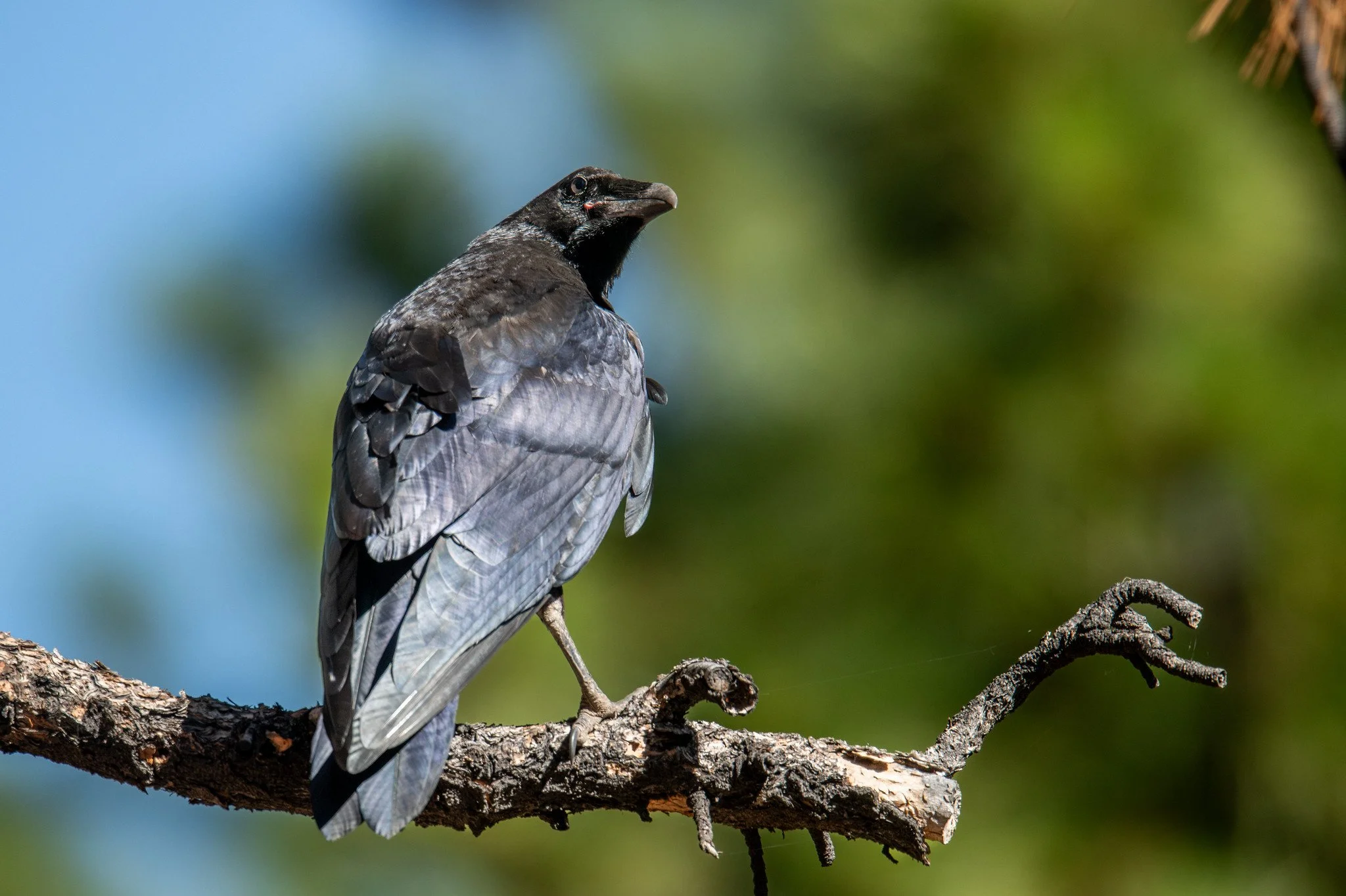 Common Raven (Corvus corax)