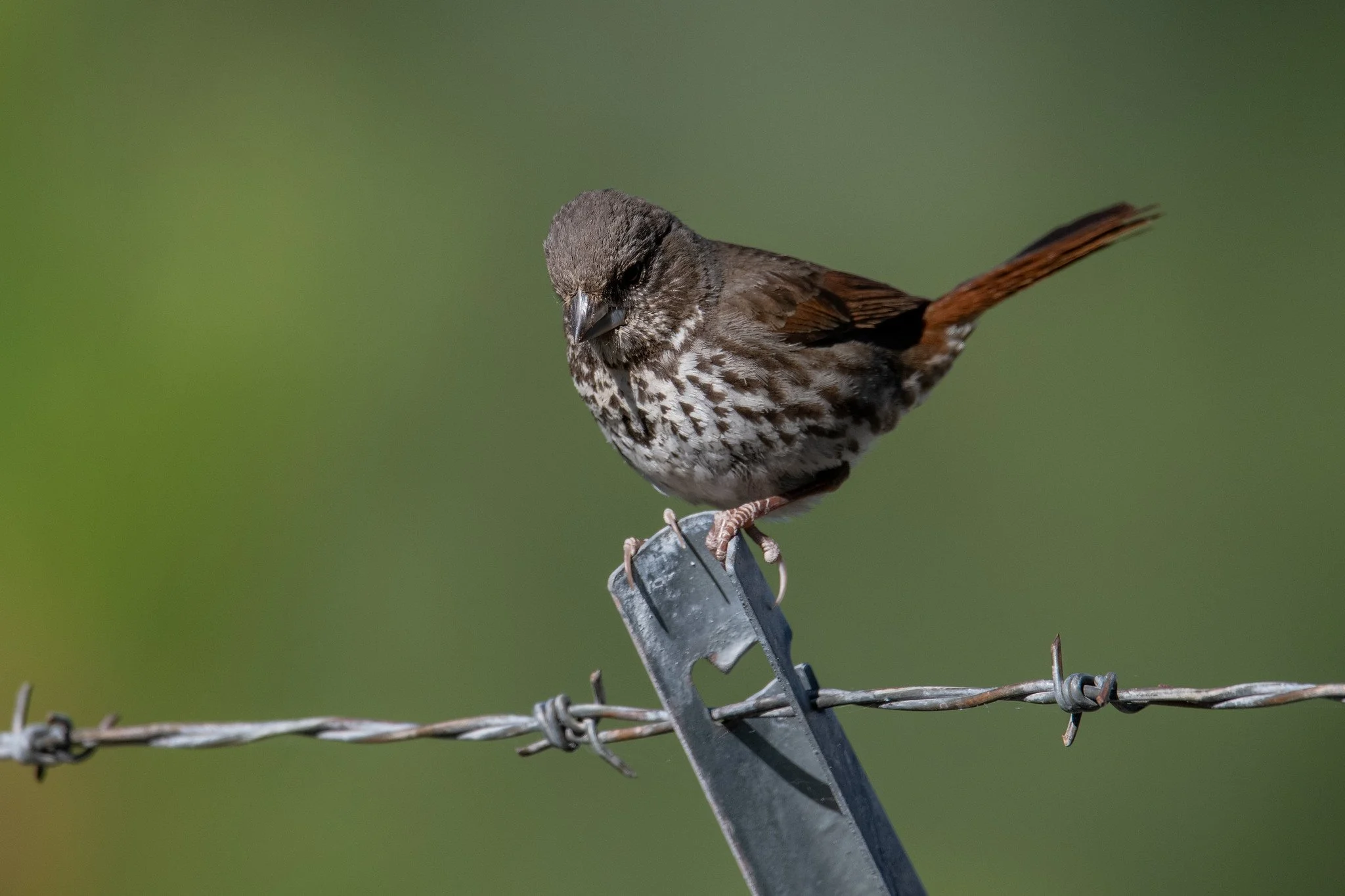 Fox Sparrow, Thick-billed (Passerella iliaca [megarhyncha Group])