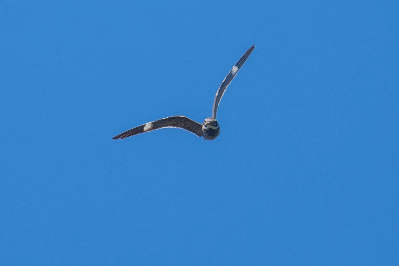 Common Nighthawk (Chordeiles minor)