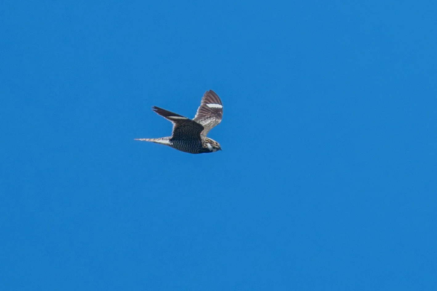 Common Nighthawk (Chordeiles minor)