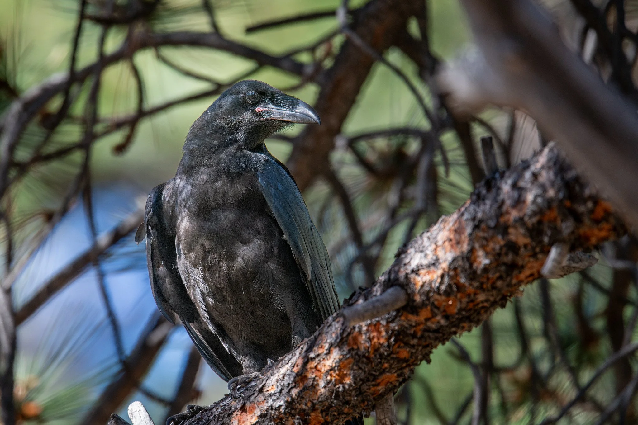 Common Raven (Corvus corax)