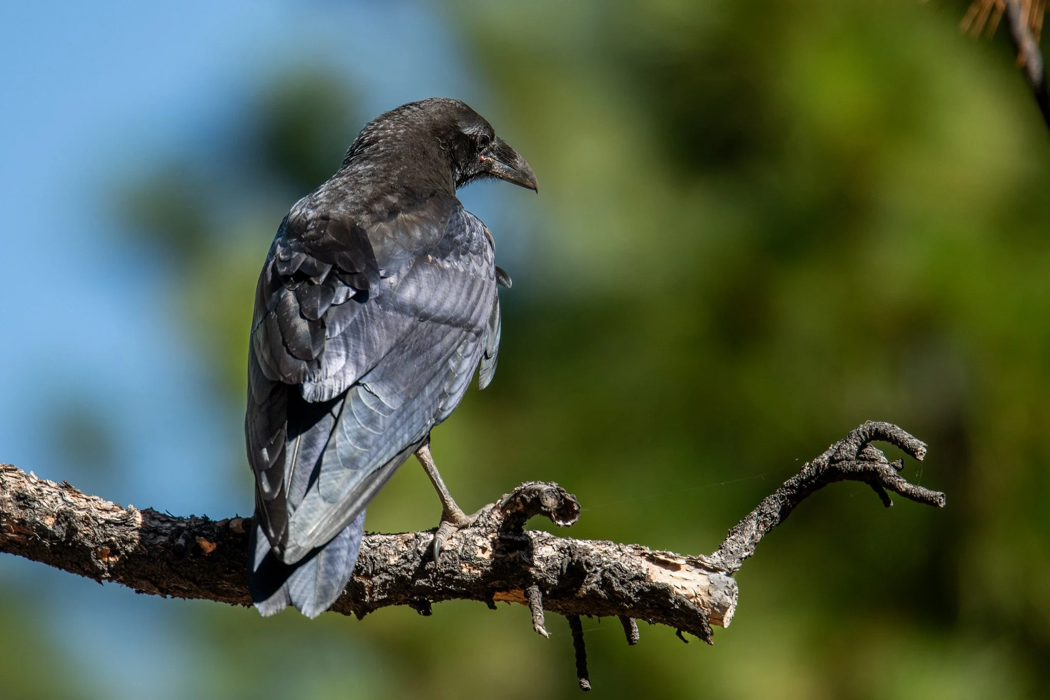 Common Raven (Corvus corax)
