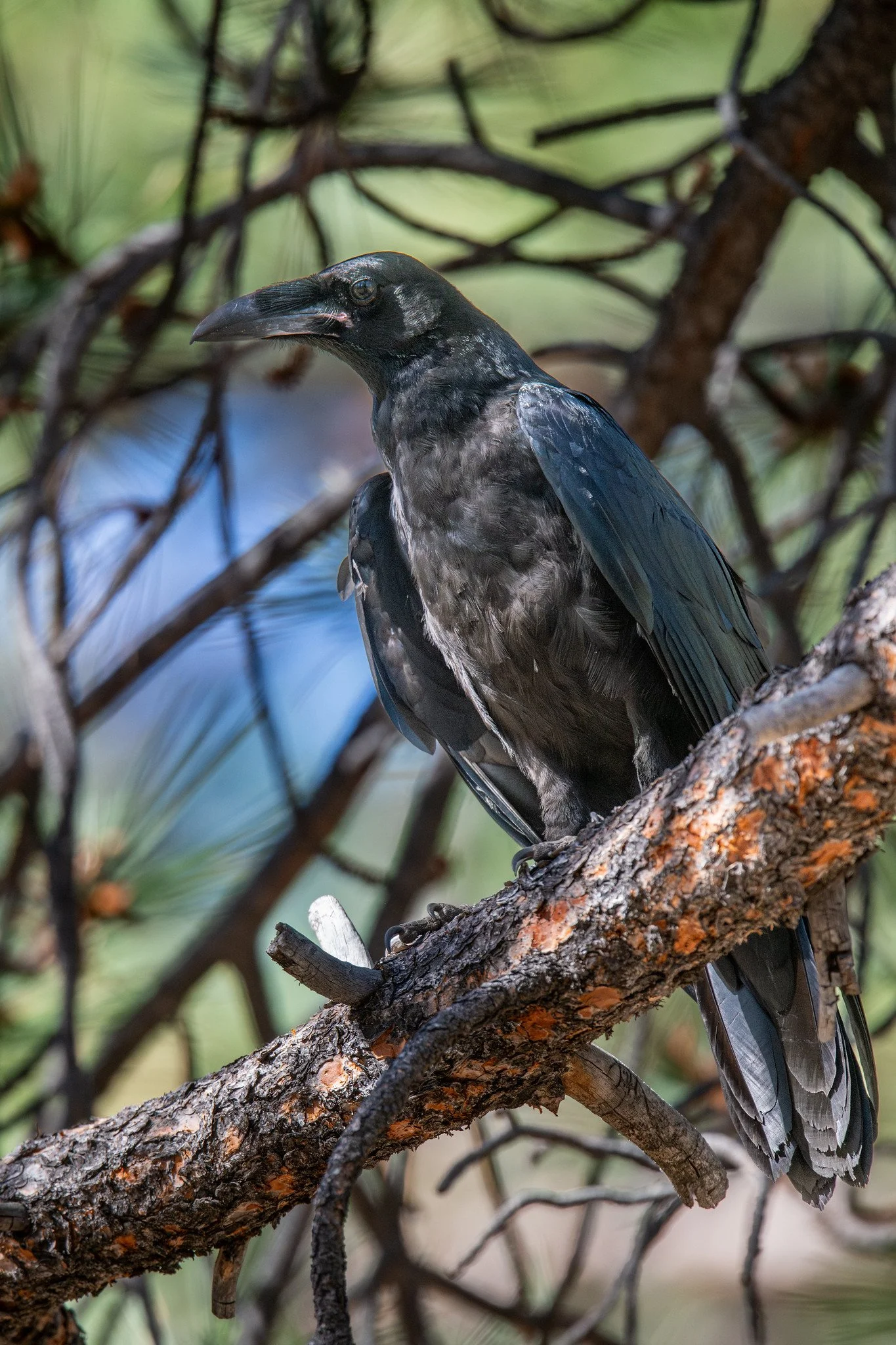 Common Raven (Corvus corax)