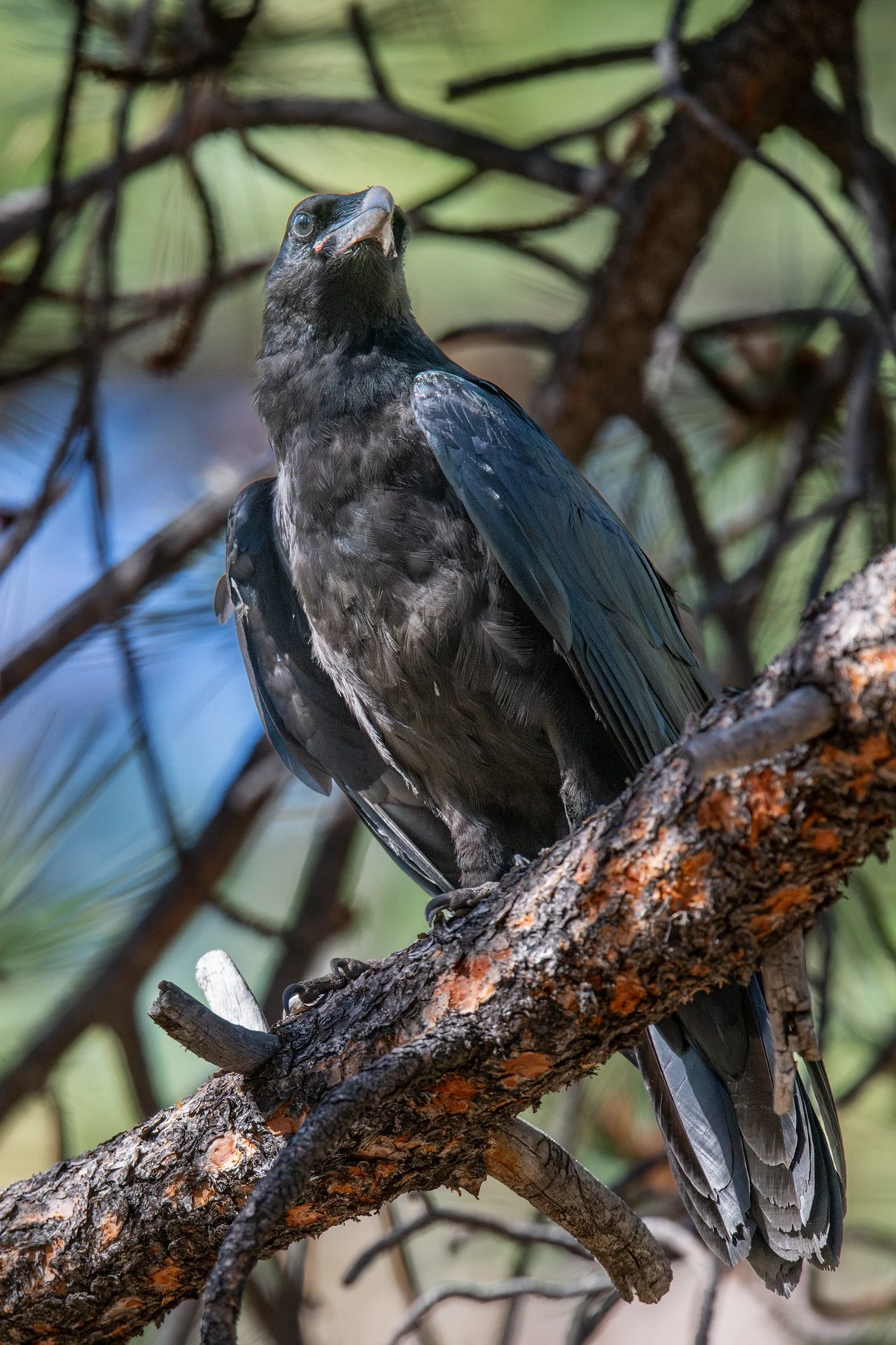 Common Raven (Corvus corax)