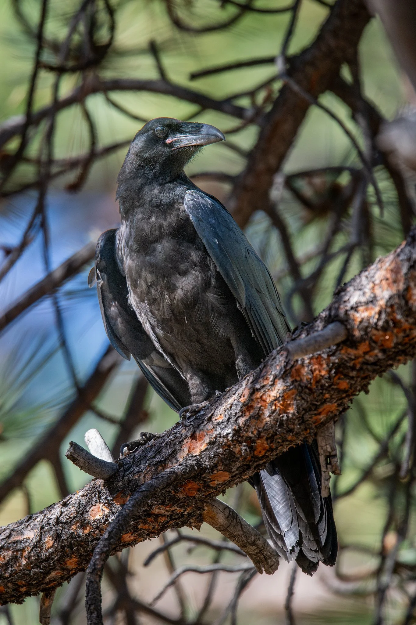 Common Raven (Corvus corax)
