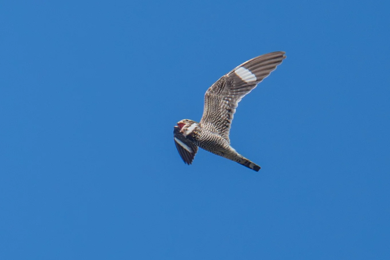 Common Nighthawk (Chordeiles minor)