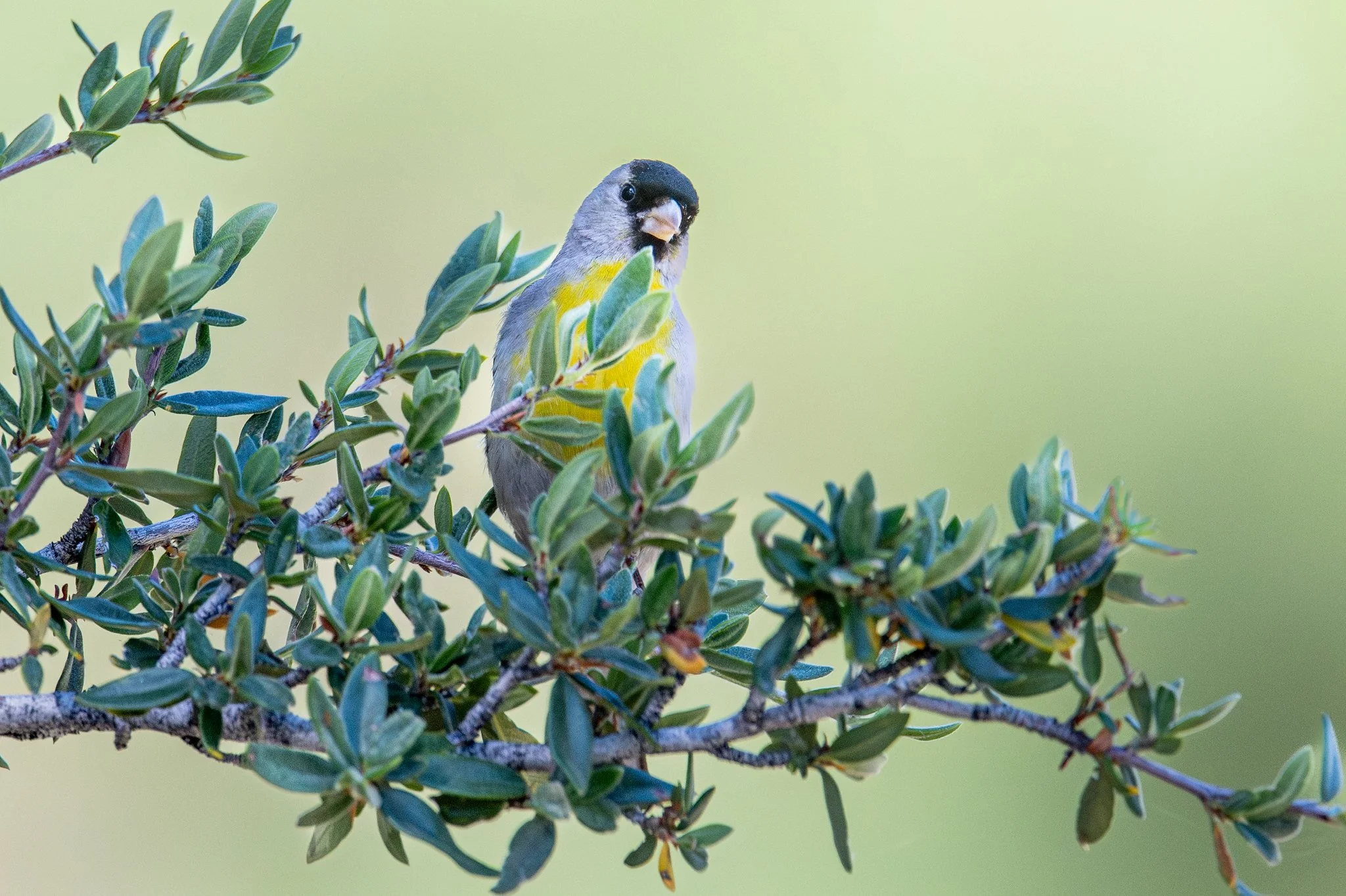 Lawrence's Goldfinch (Spinus lawrencei)