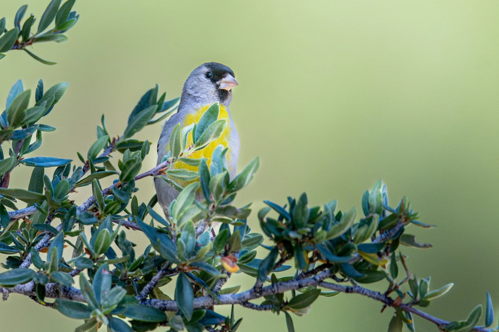 Lawrence's Goldfinch (Spinus lawrencei)