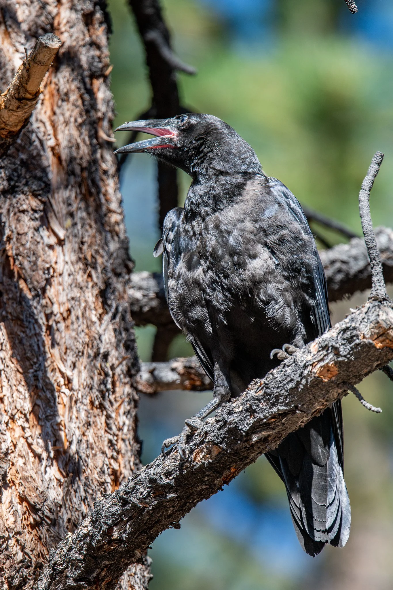 Common Raven (Corvus corax)