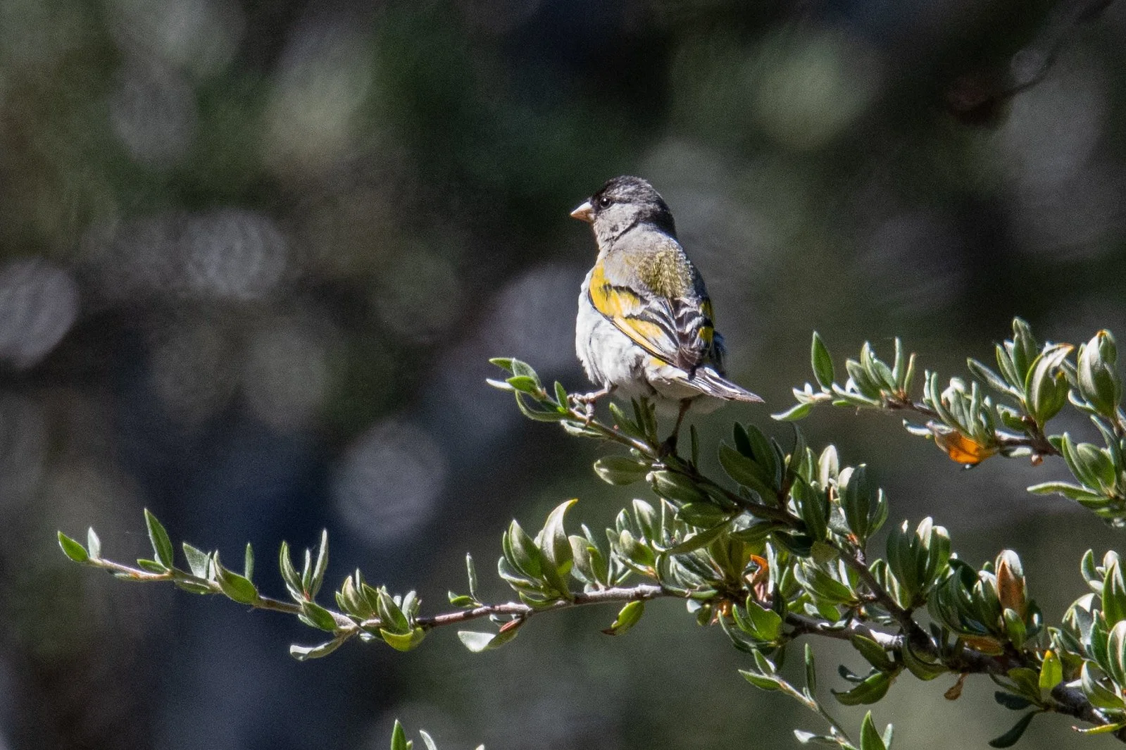 Lawrence's Goldfinch (Spinus lawrencei)