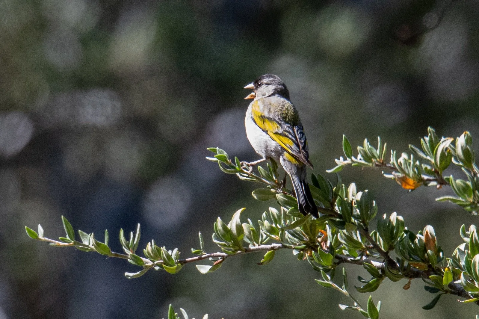 Lawrence's Goldfinch (Spinus lawrencei)