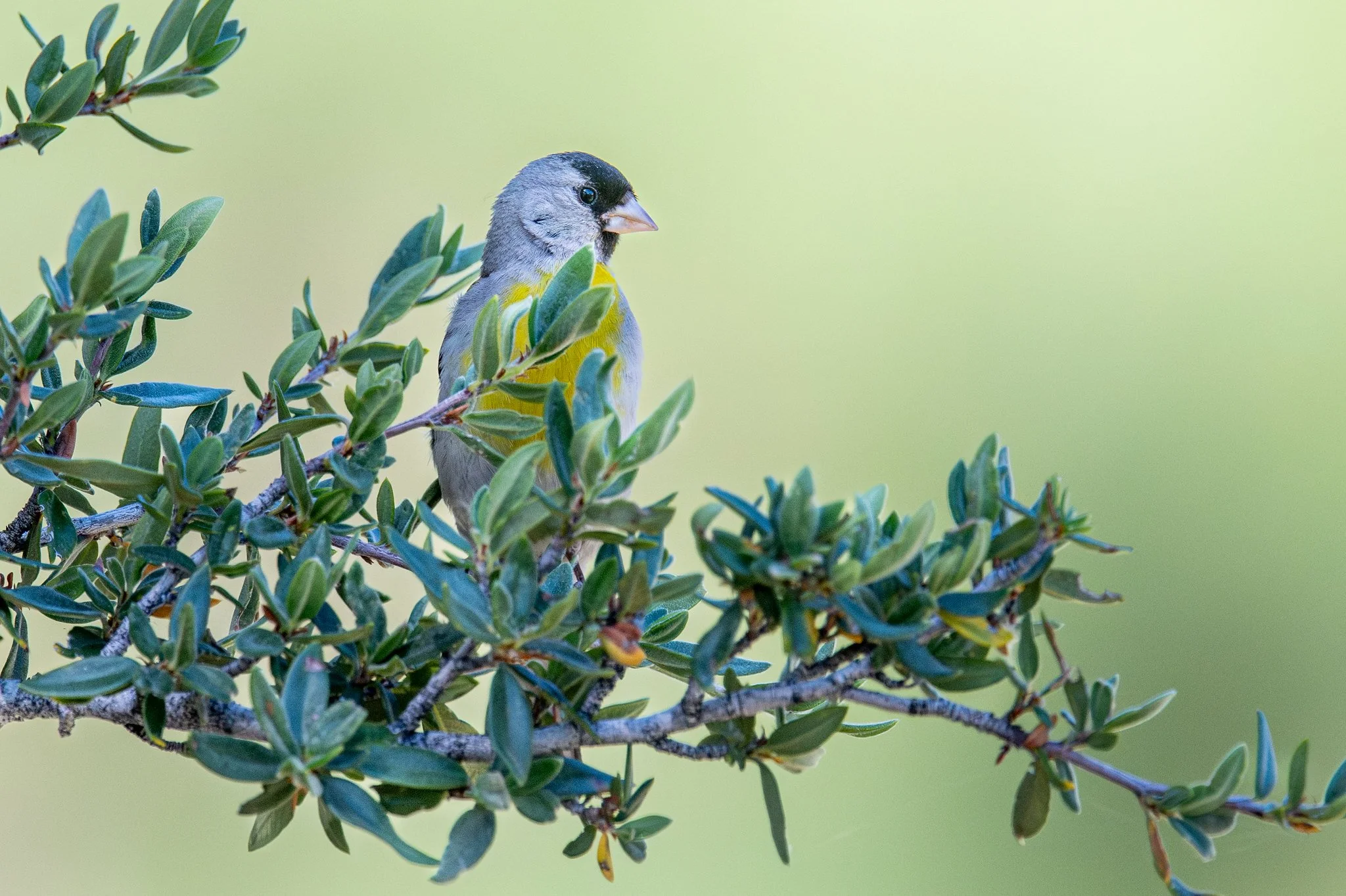 Lawrence's Goldfinch (Spinus lawrencei)