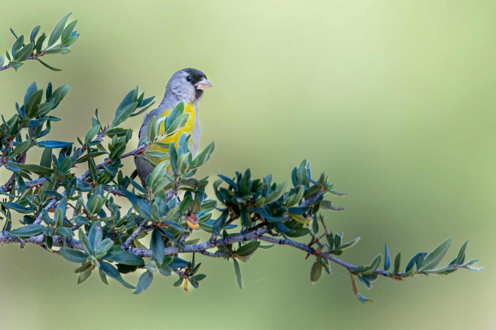 Lawrence's Goldfinch (Spinus lawrencei)
