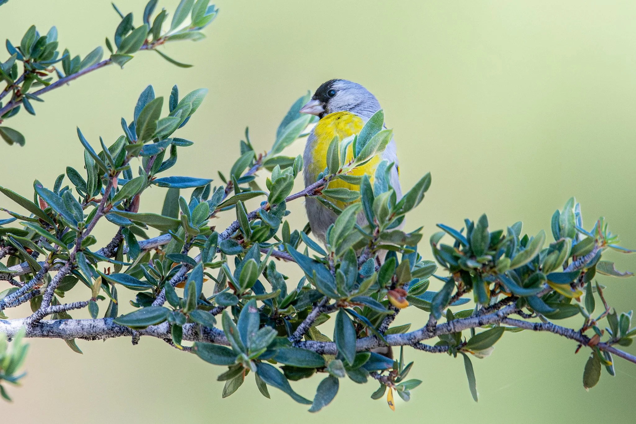 Lawrence's Goldfinch (Spinus lawrencei)