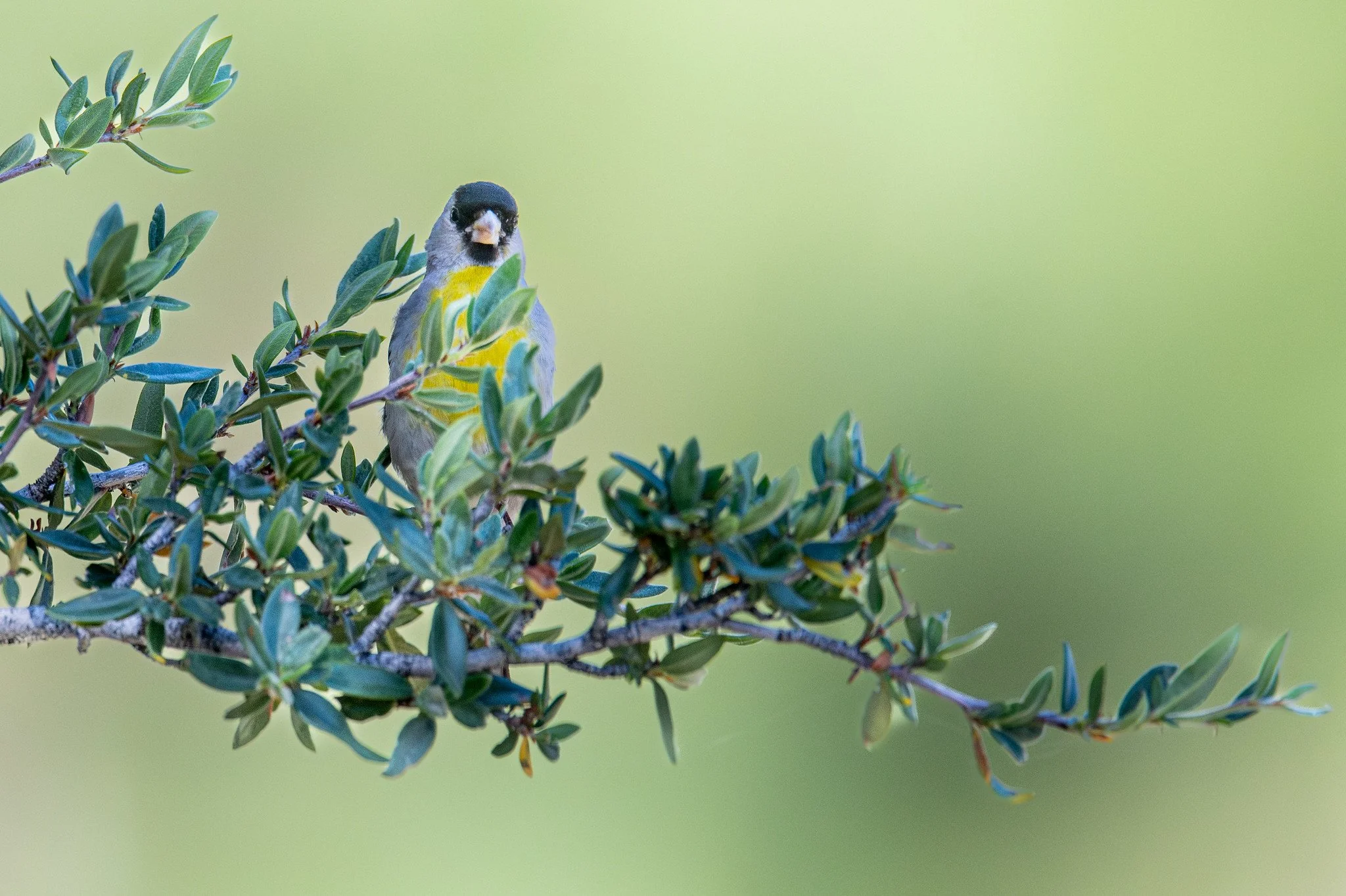 Lawrence's Goldfinch (Spinus lawrencei)