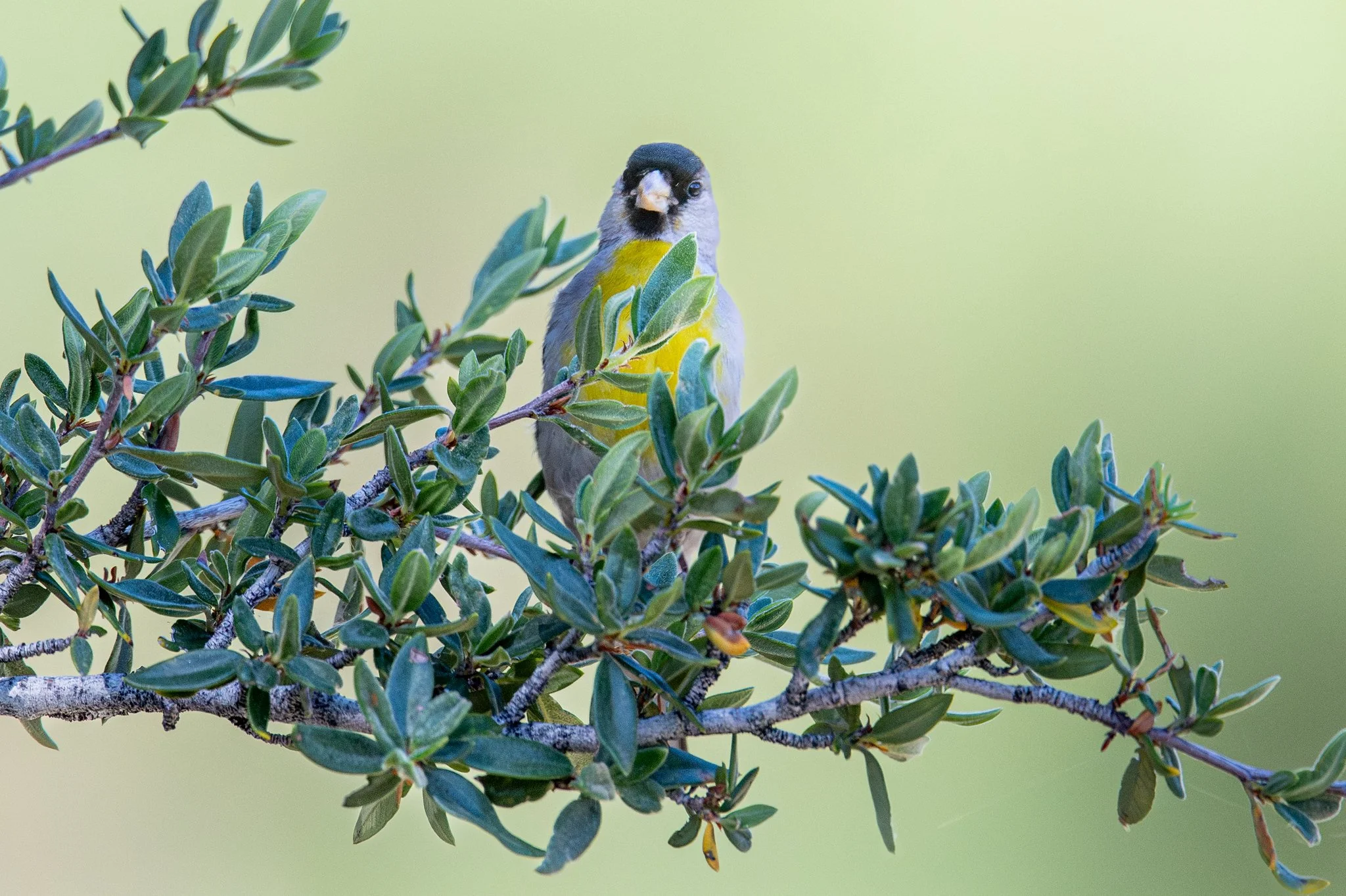 Lawrence's Goldfinch (Spinus lawrencei)