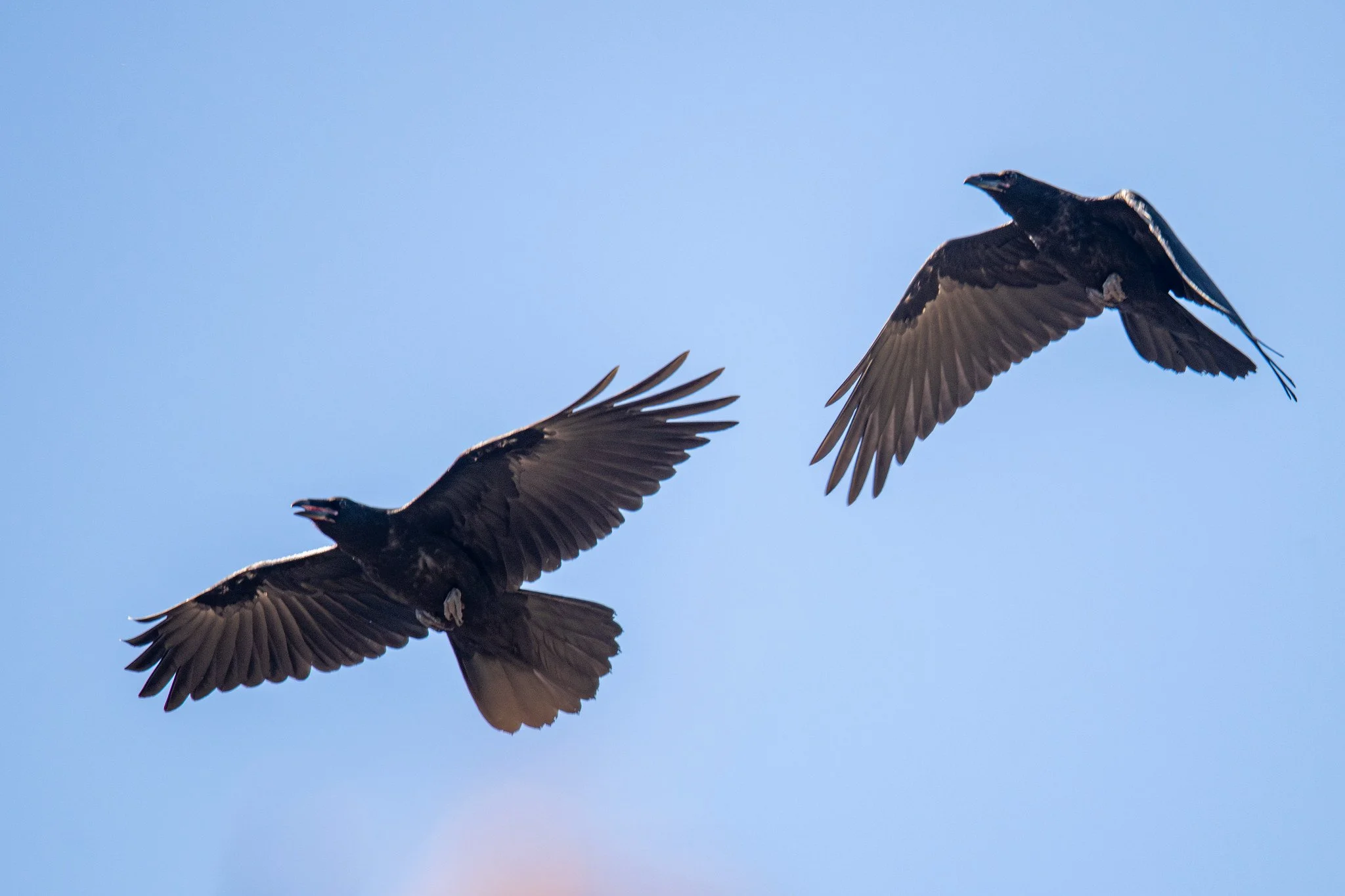 Common Raven (Corvus corax)