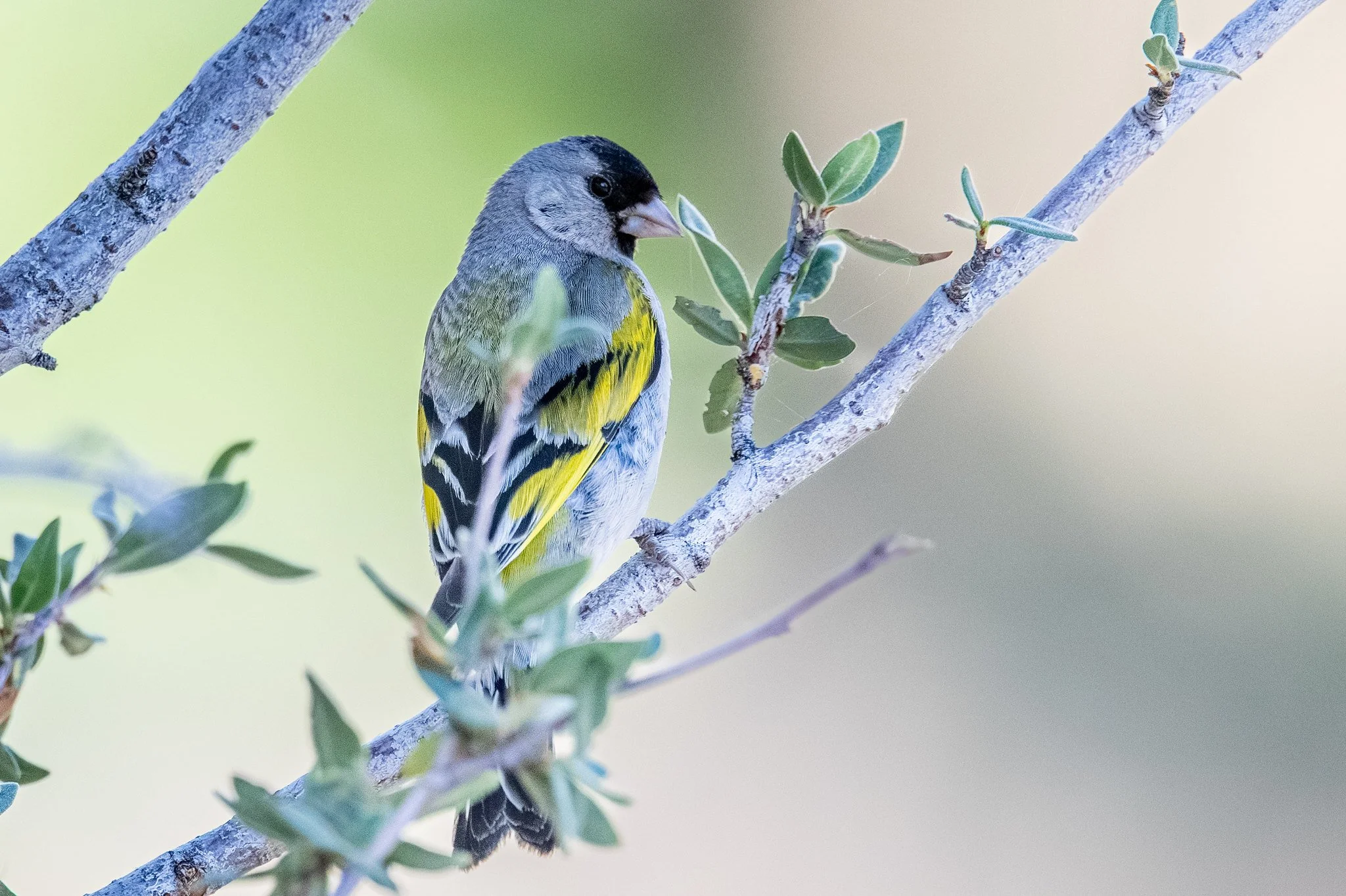 Lawrence's Goldfinch (Spinus lawrencei)